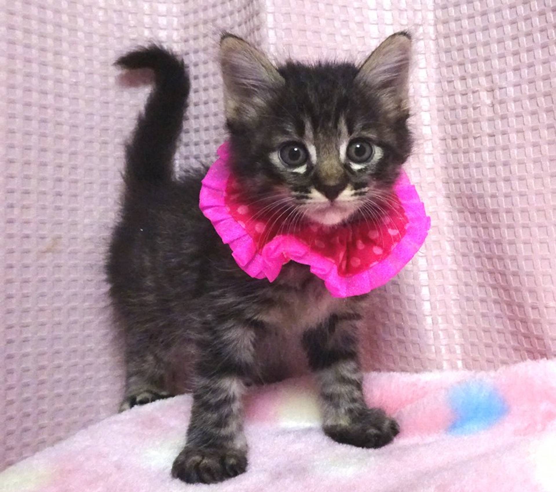 雑種（ミックス猫）・メスの里親募集の写真