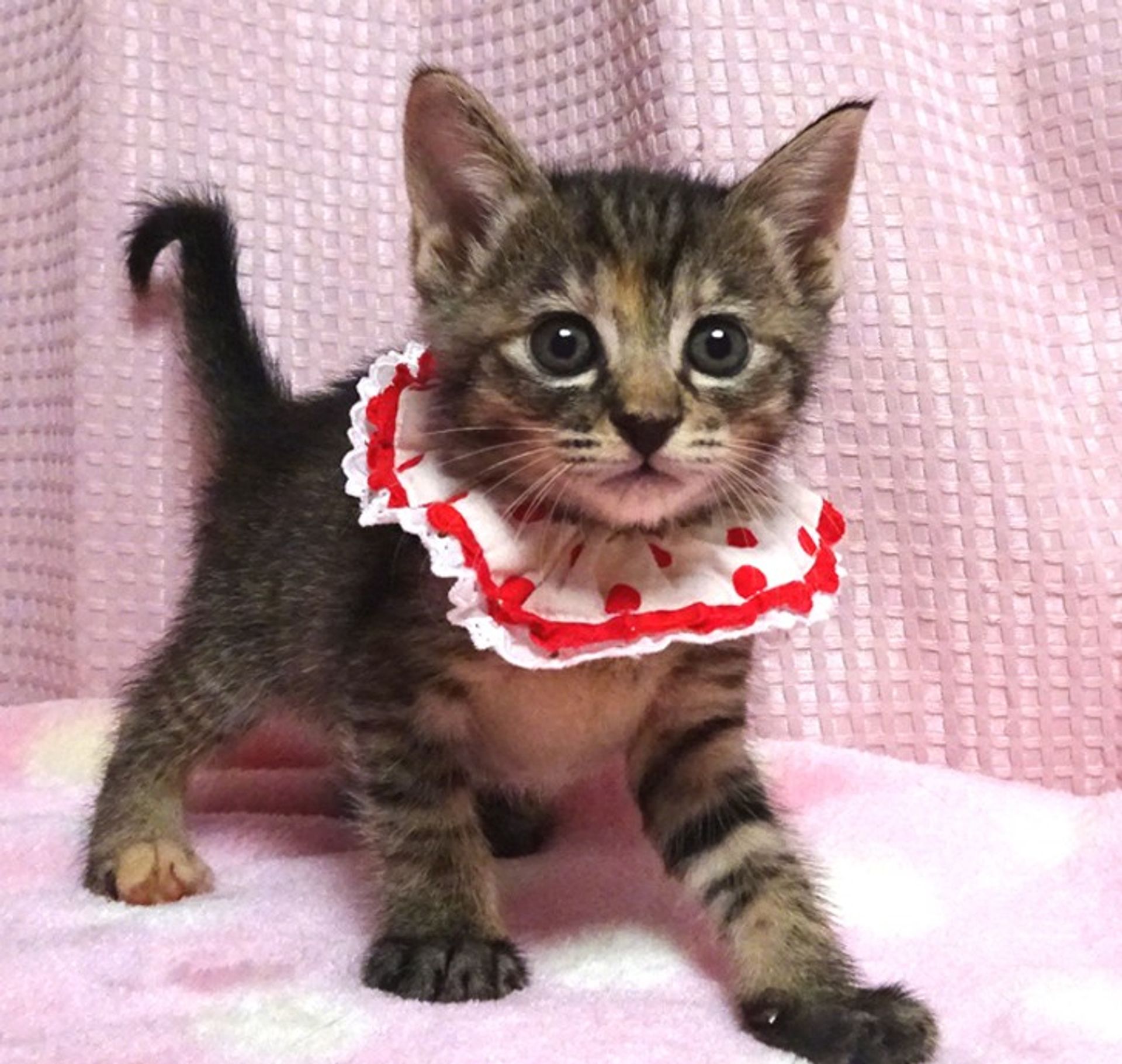雑種（ミックス猫）・メスの里親募集の写真
