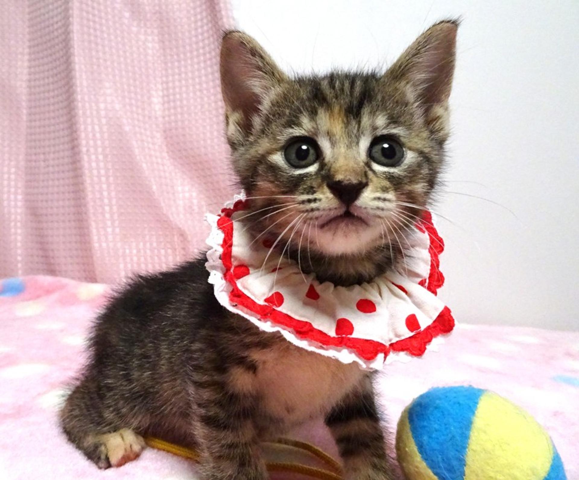pet-image-2