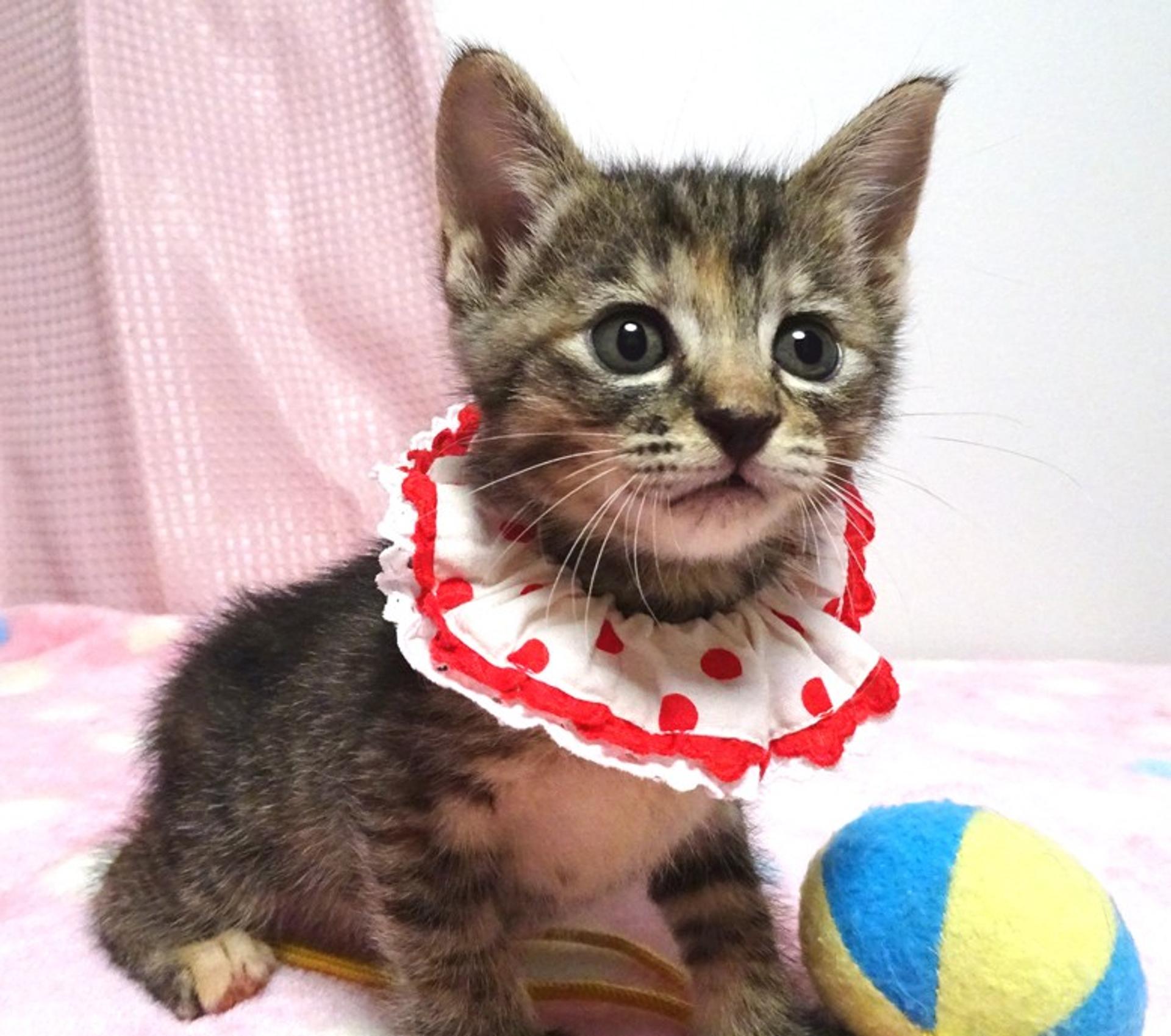 pet-image-4