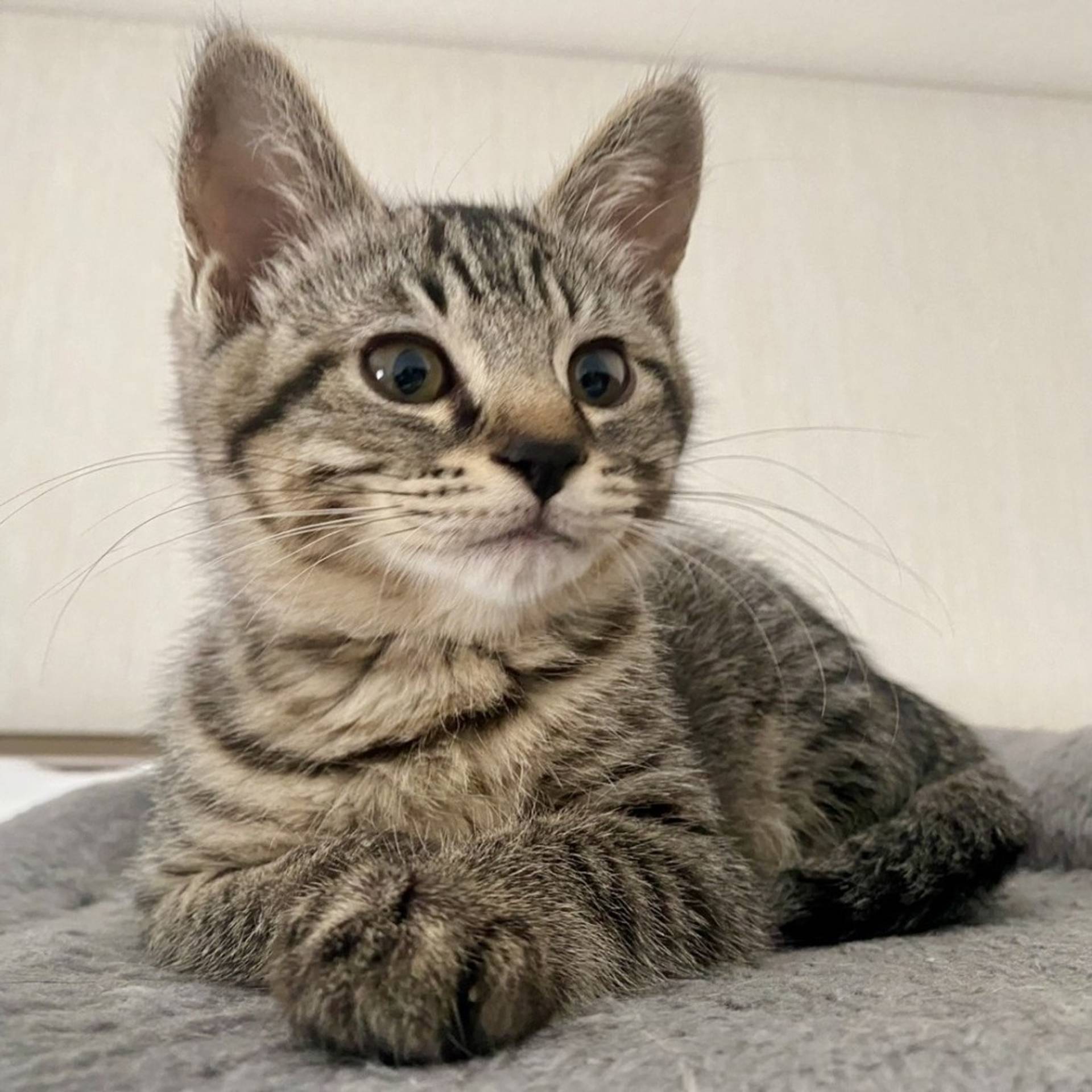 雑種（ミックス猫）・メスの里親募集の写真