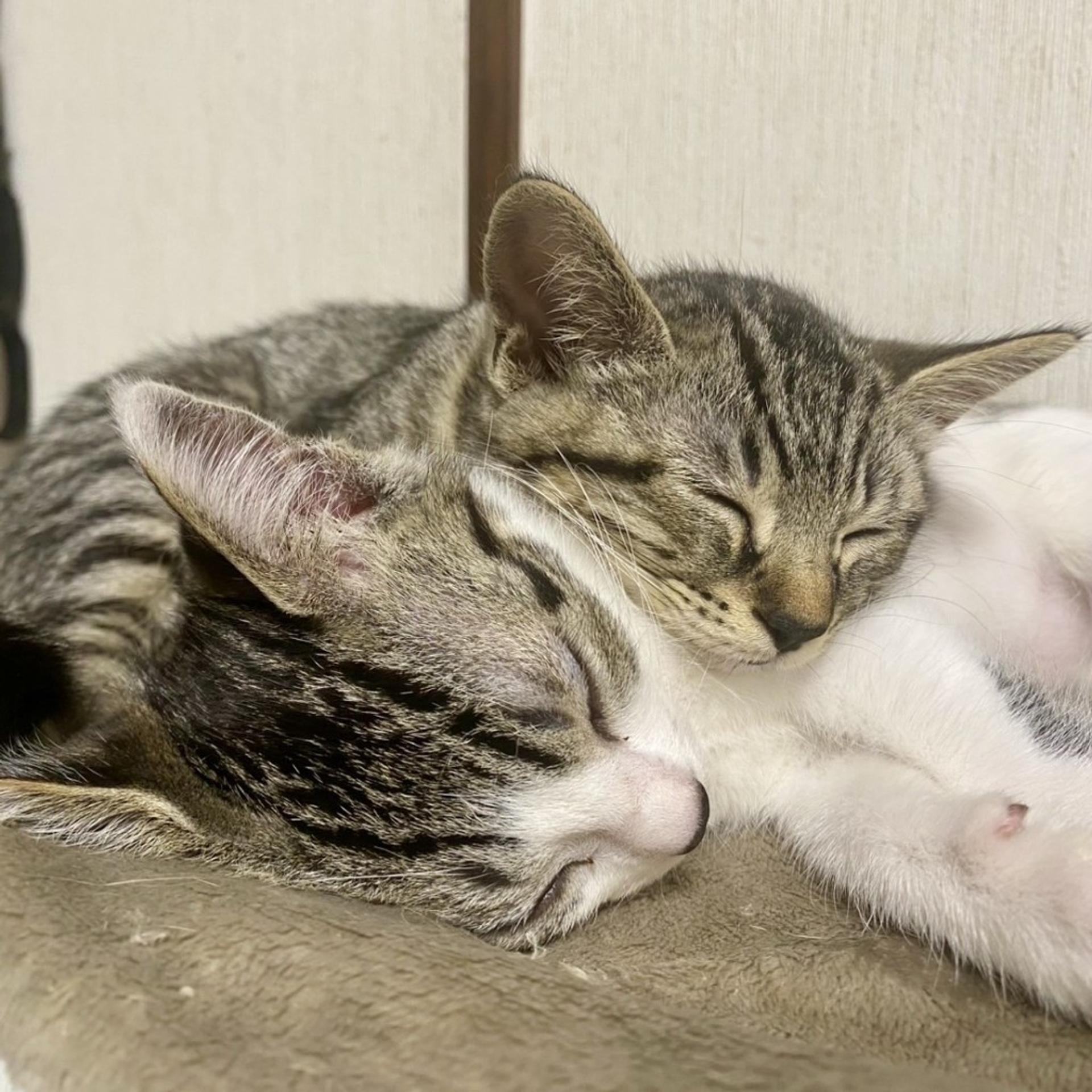 pet-image-5