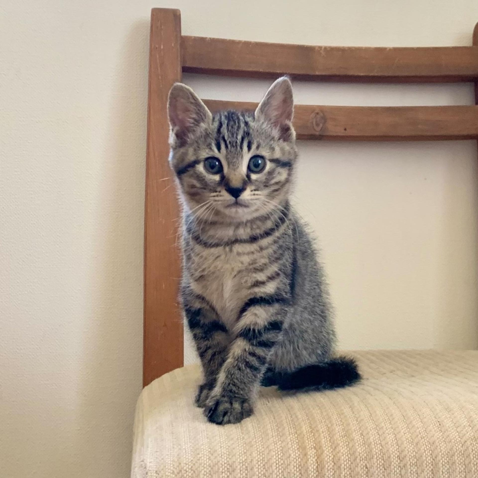 pet-image-7