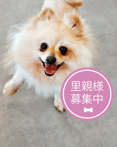 トゥンカロン