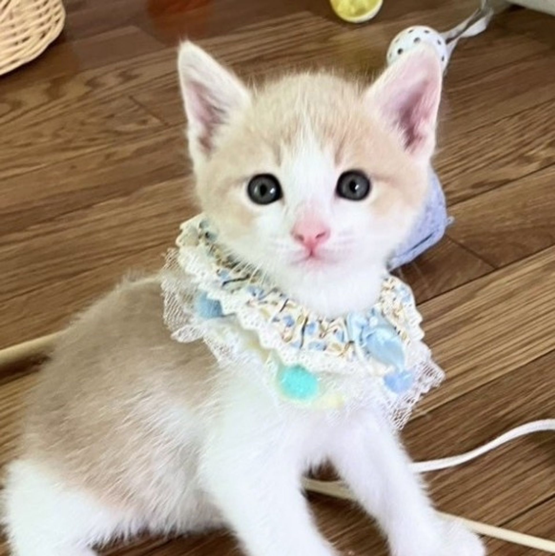 雑種（ミックス猫）・オスの里親募集の写真