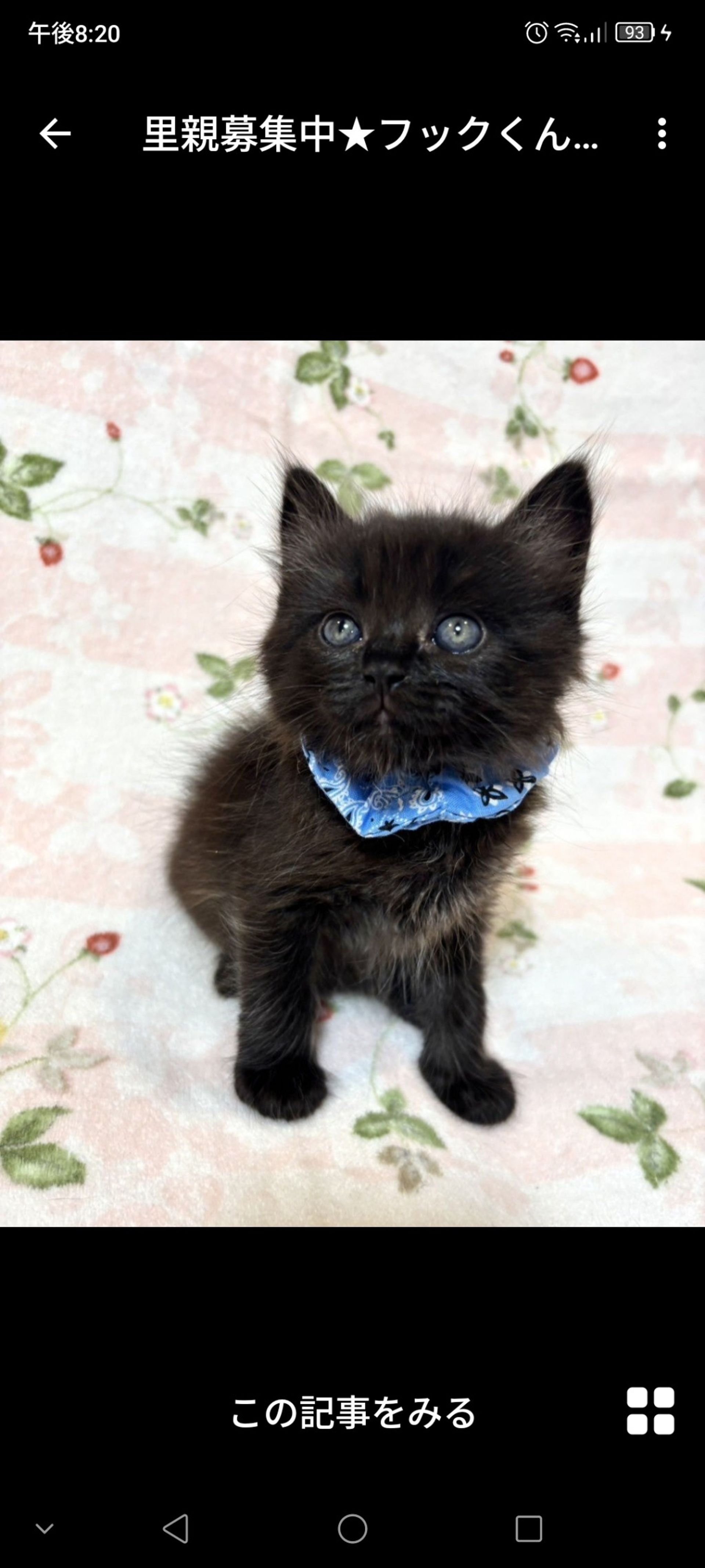 雑種（ミックス猫）・オスの里親募集の写真