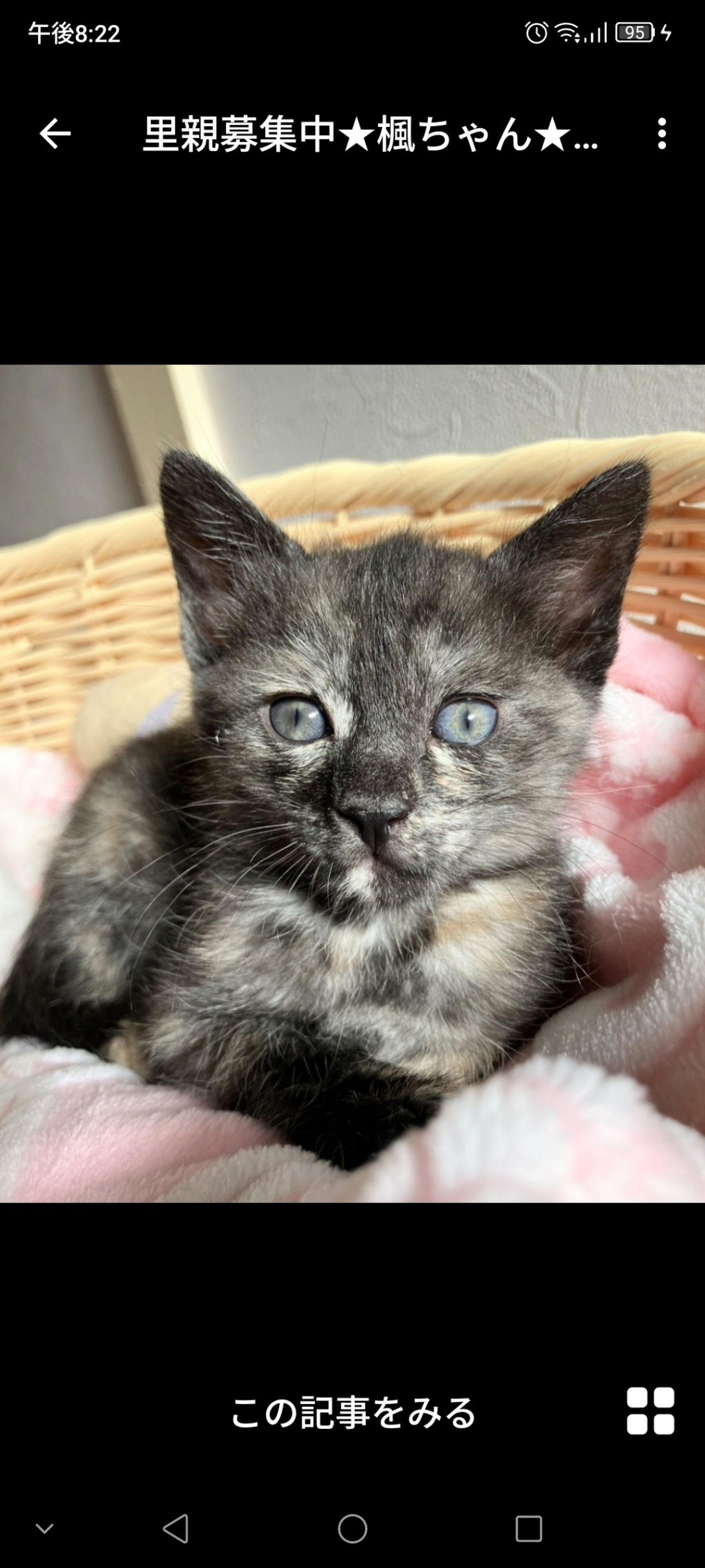 雑種（ミックス猫）・メスの里親募集の写真