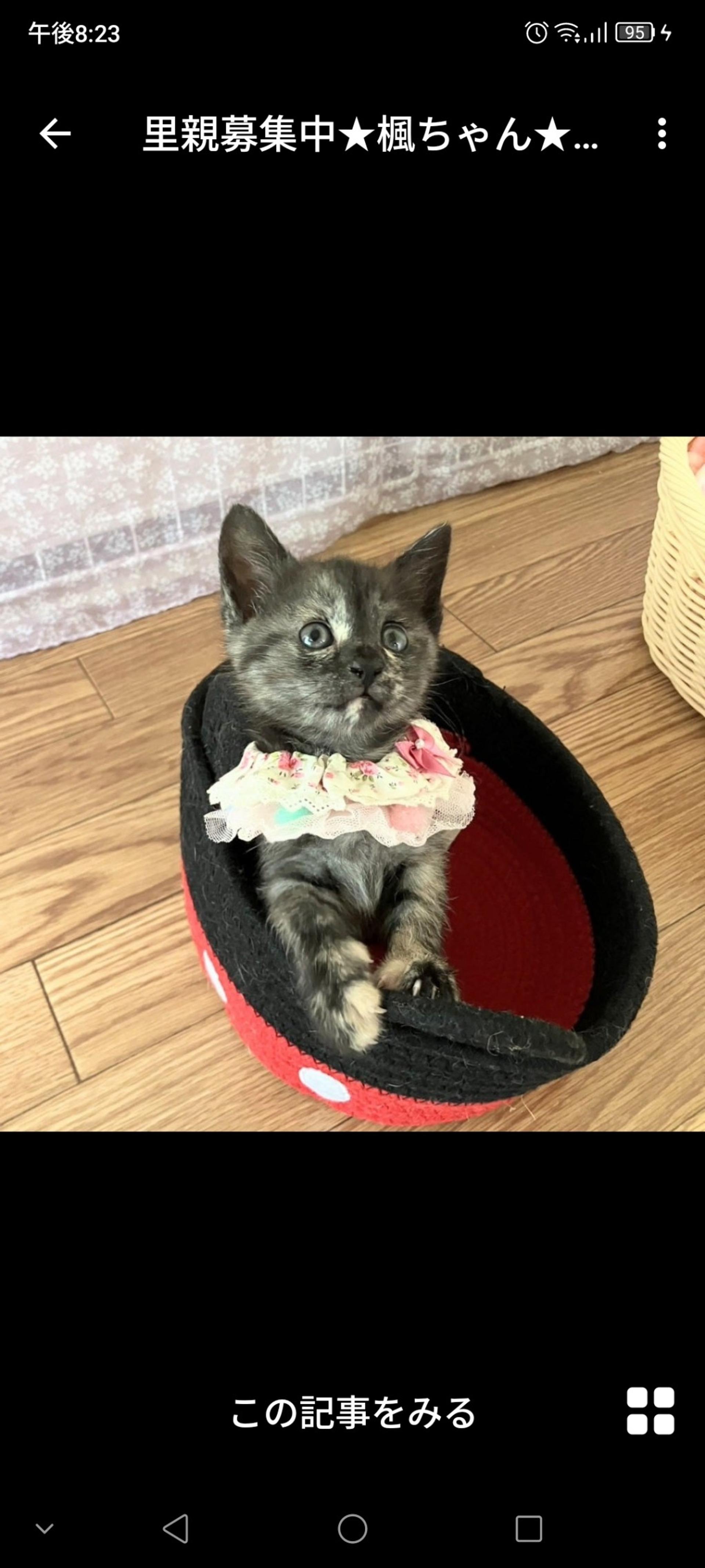pet-image-2
