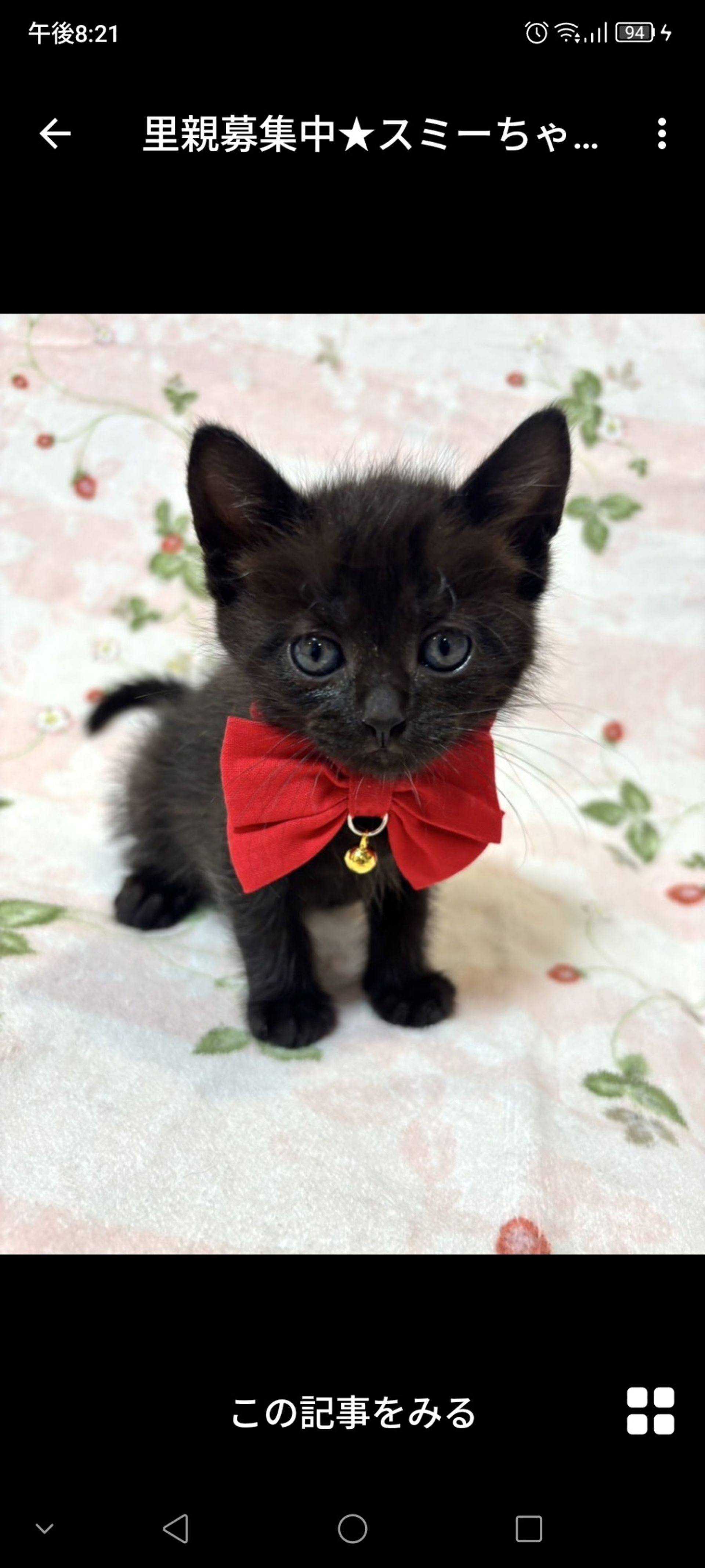 雑種（ミックス猫）・メスの里親募集の写真