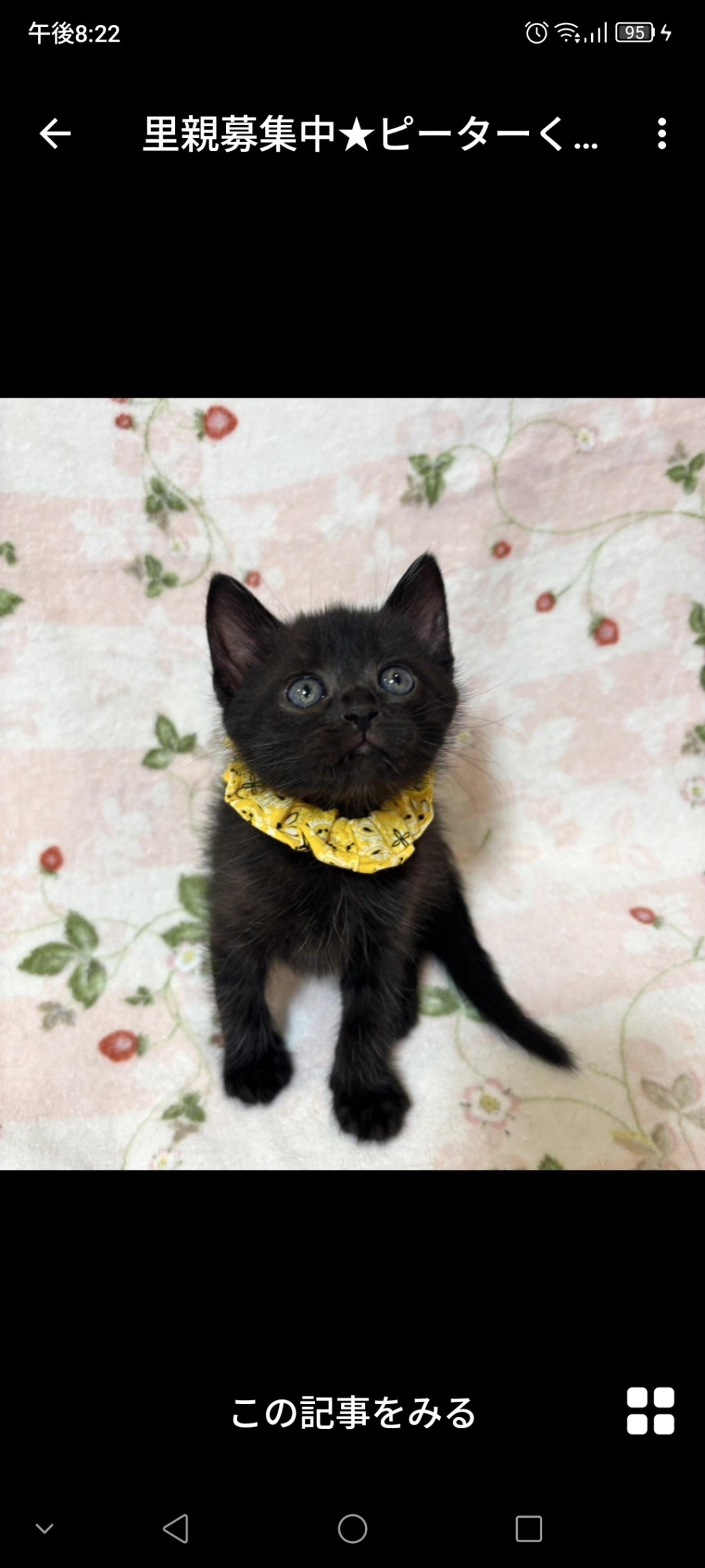 pet-image-3
