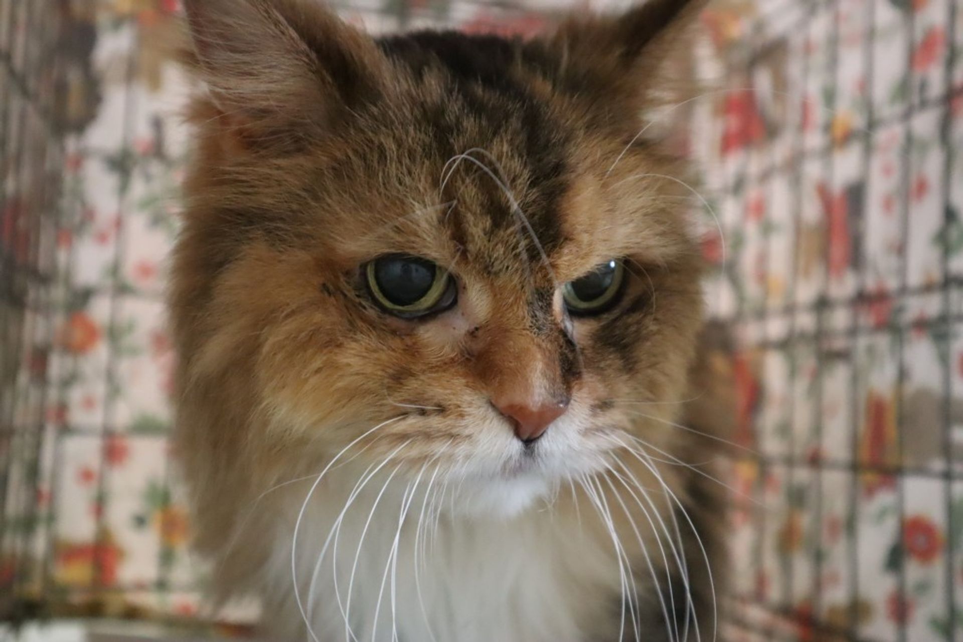 雑種（ミックス猫）・オスの里親募集の写真