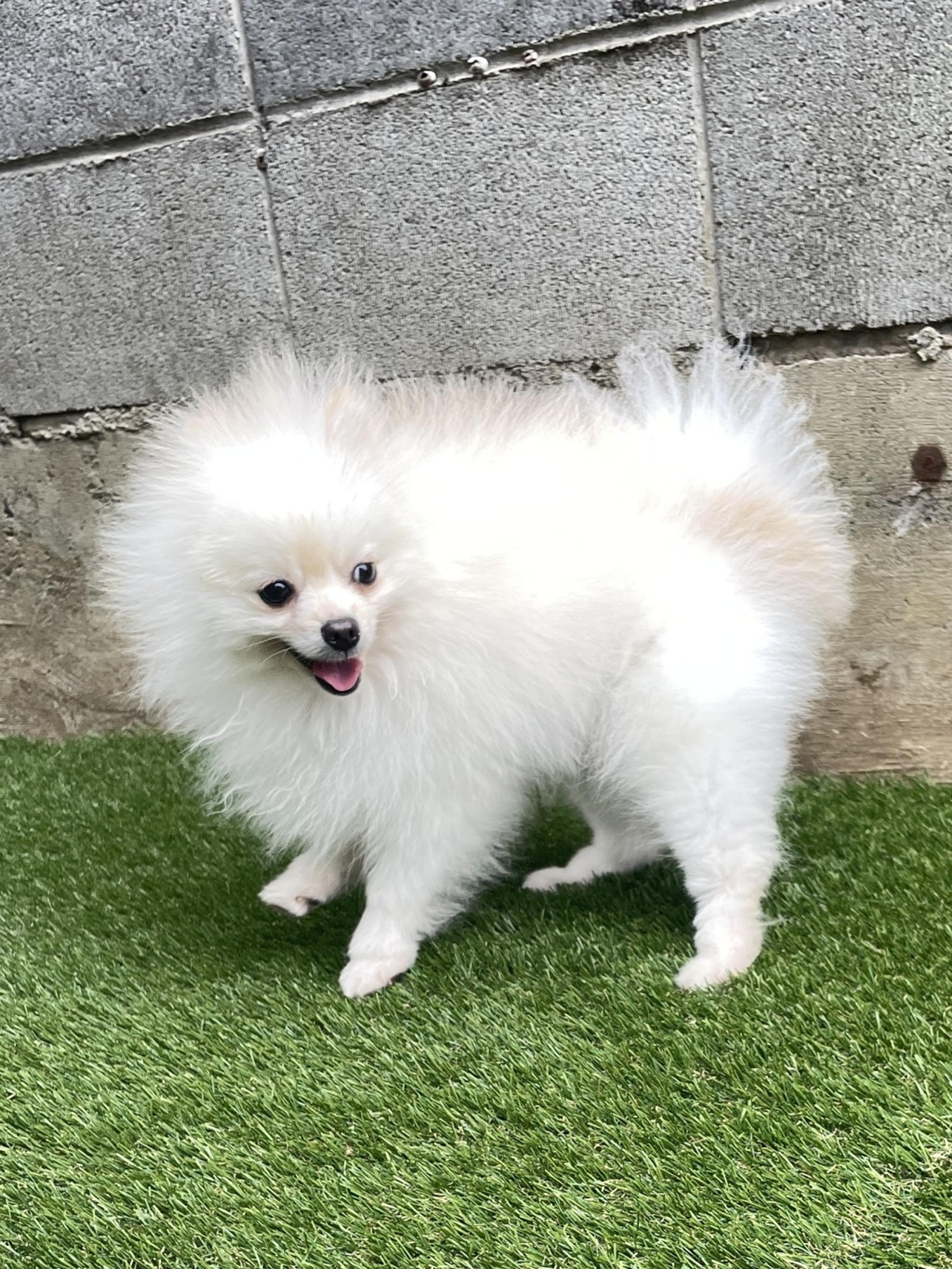 pet-image-3