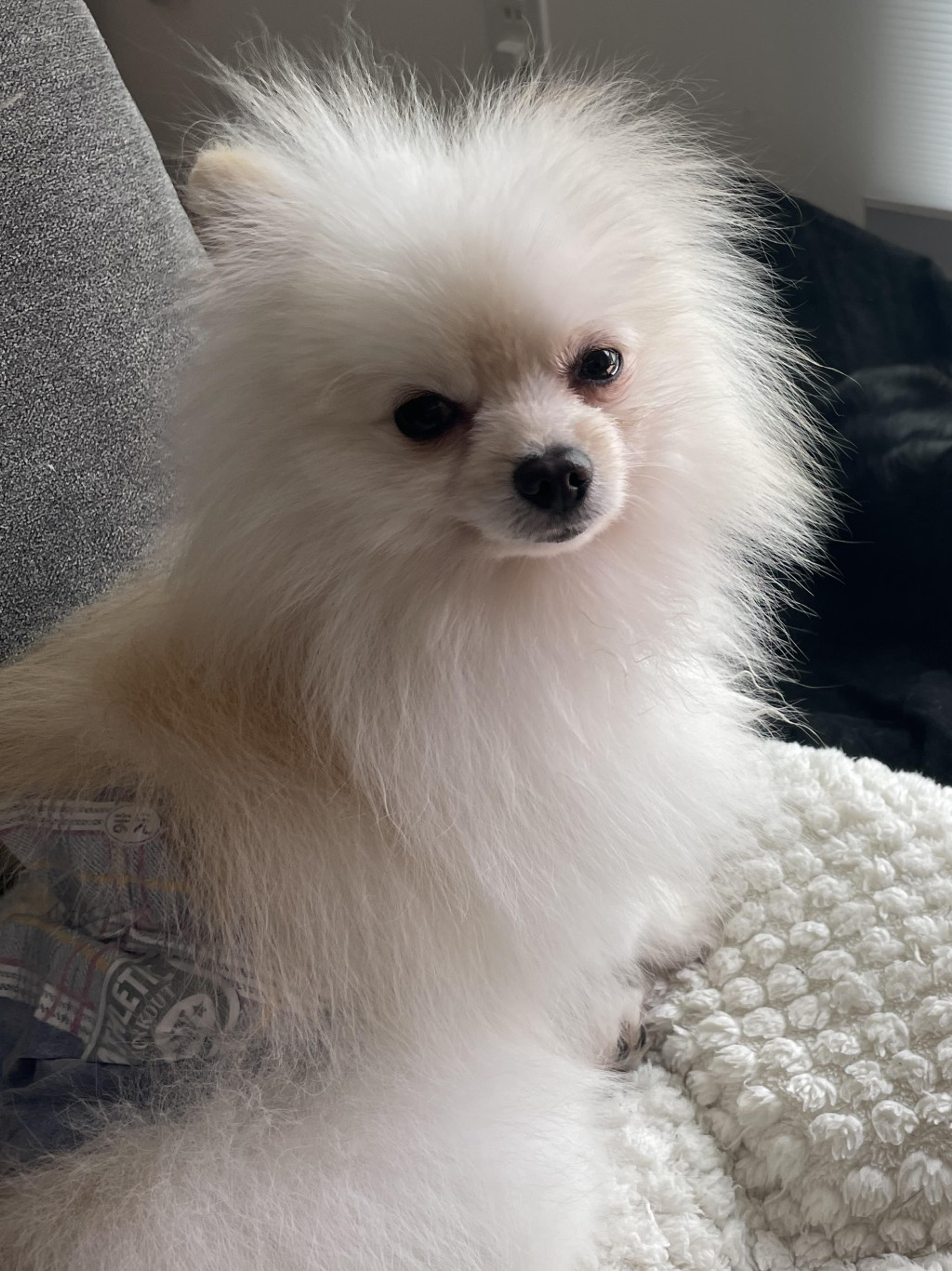 pet-image-4