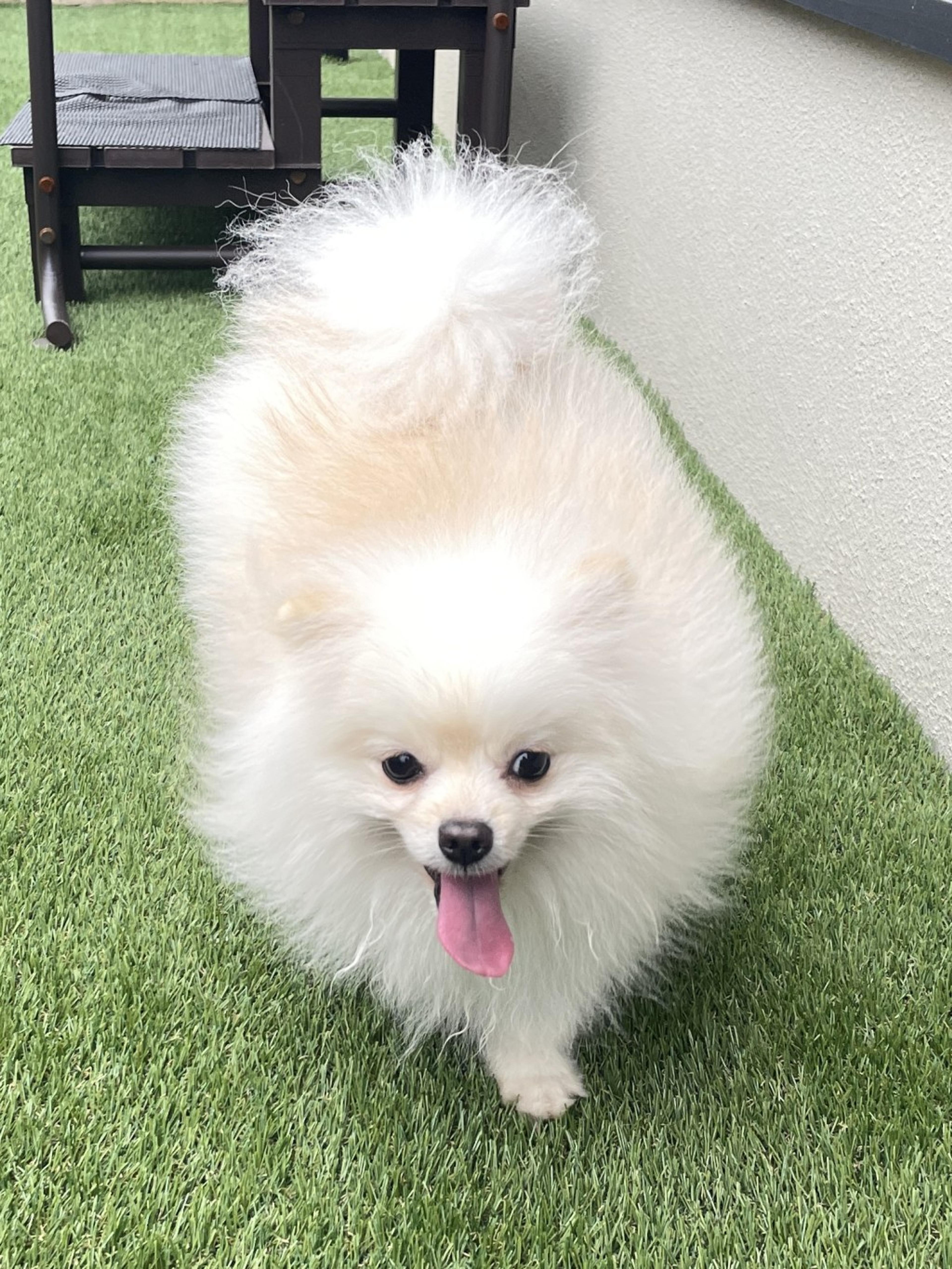 pet-image-2
