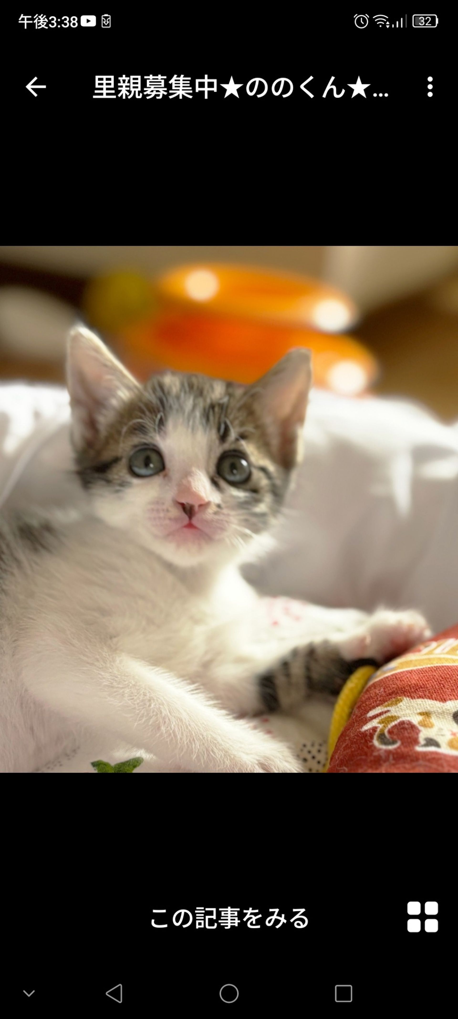 雑種（ミックス猫）・オスの里親募集の写真