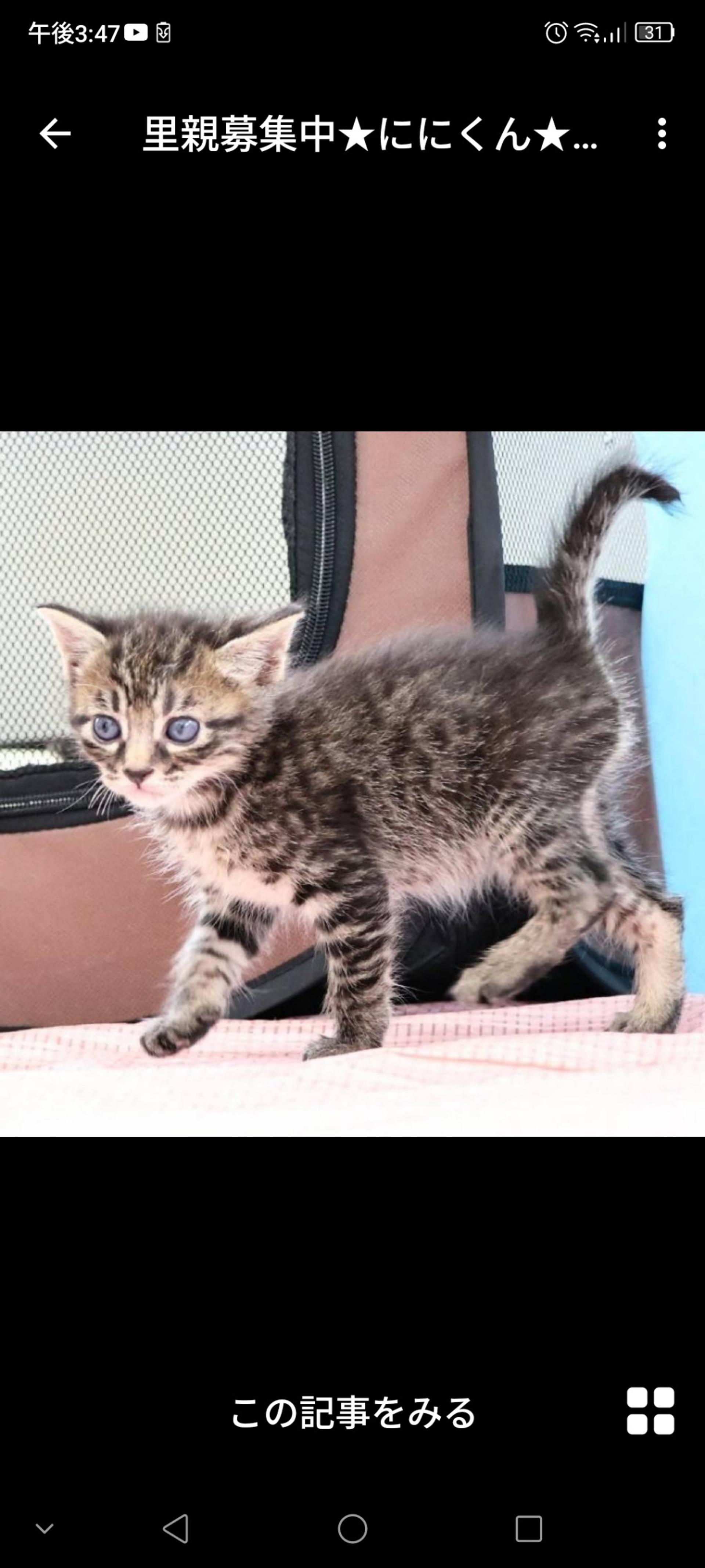 pet-image-2