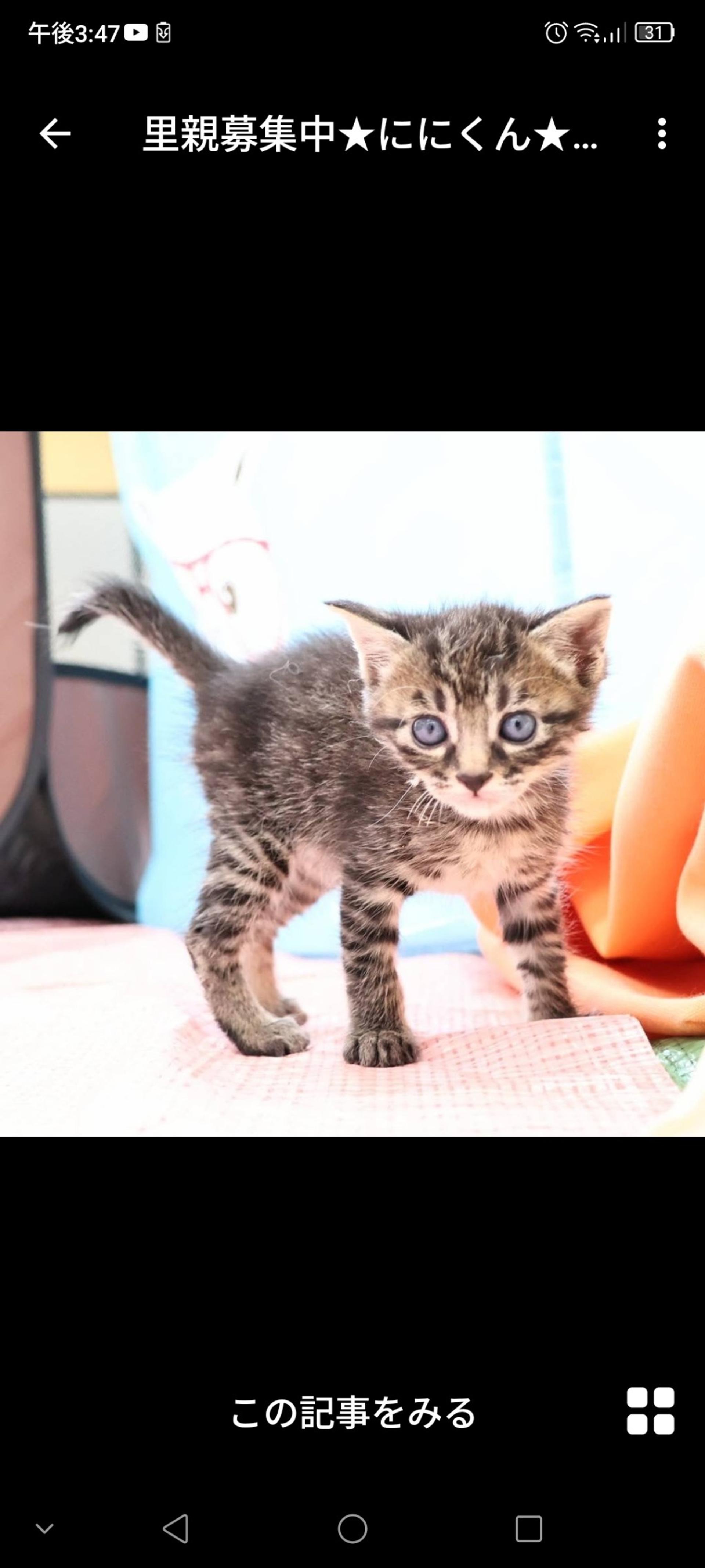 pet-image-3