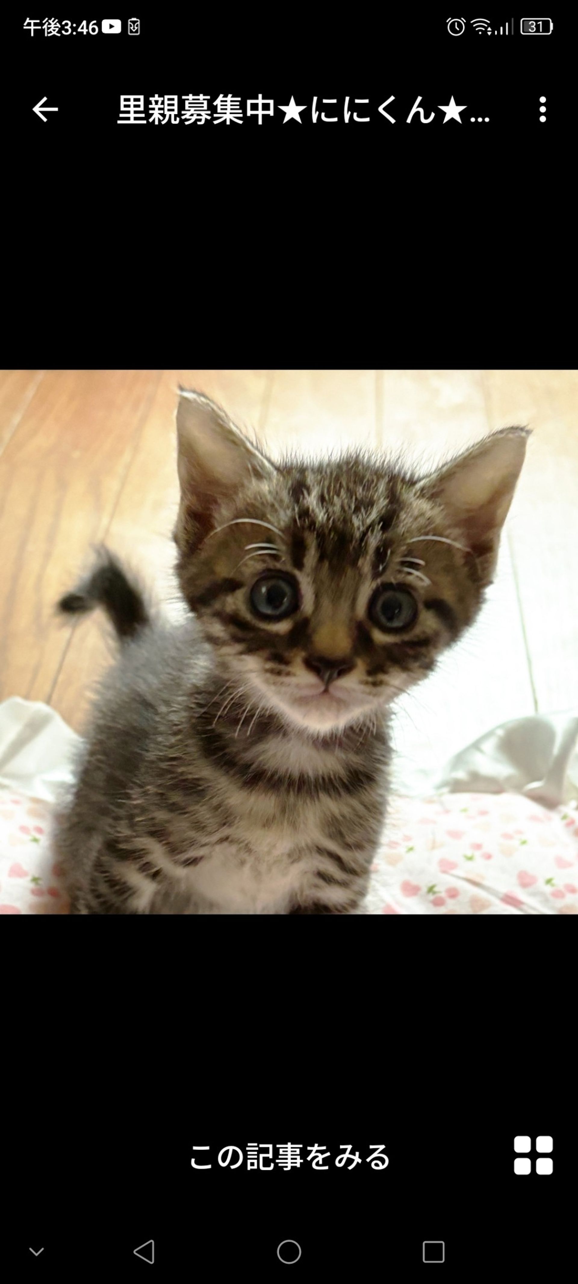雑種（ミックス猫）・オスの里親募集の写真
