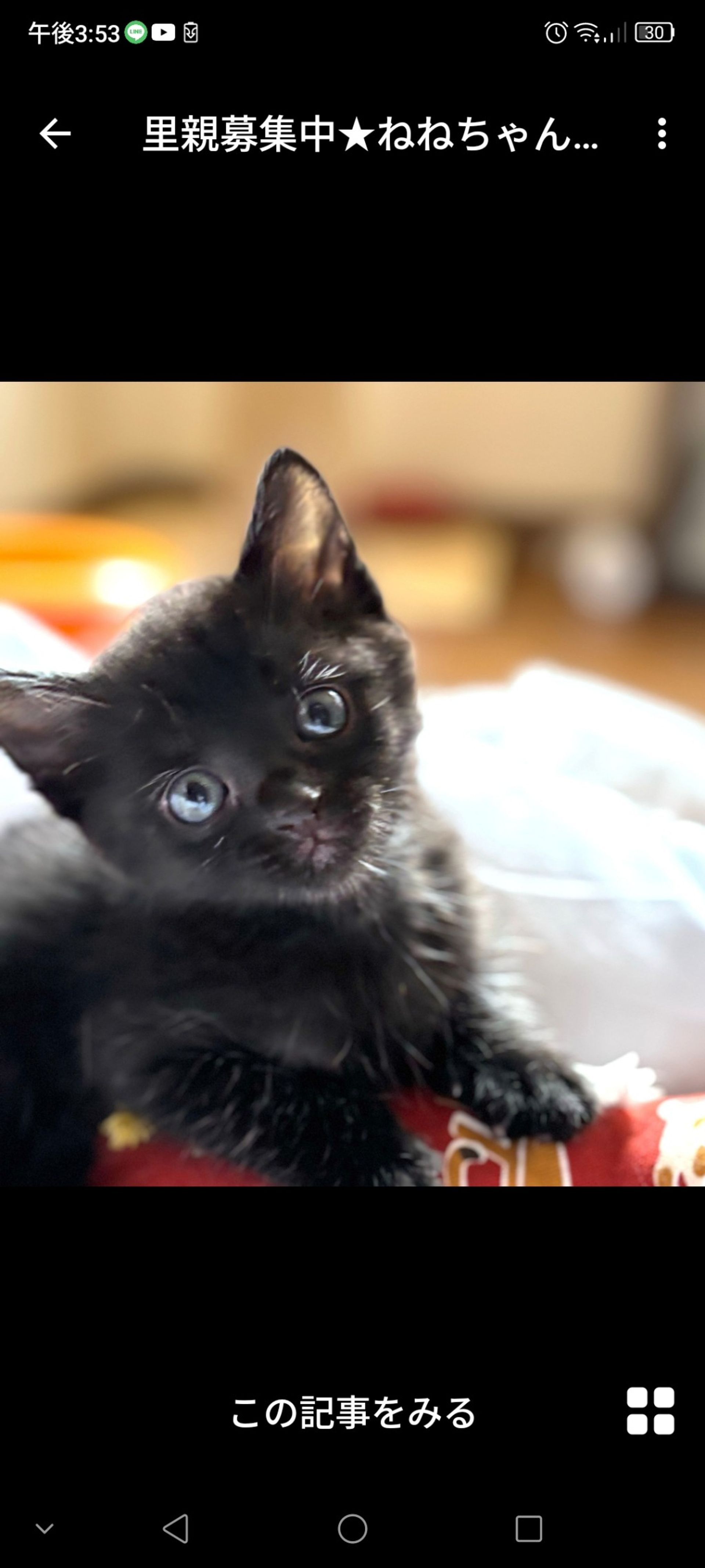 雑種（ミックス猫）・メスの里親募集の写真
