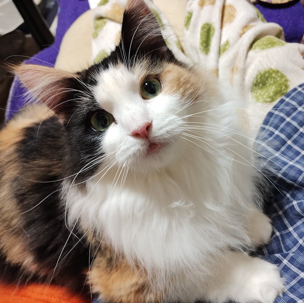 美しい三毛長毛 | 雑種（ミックス猫） | ネスタ猫の会 | OMUSUBI