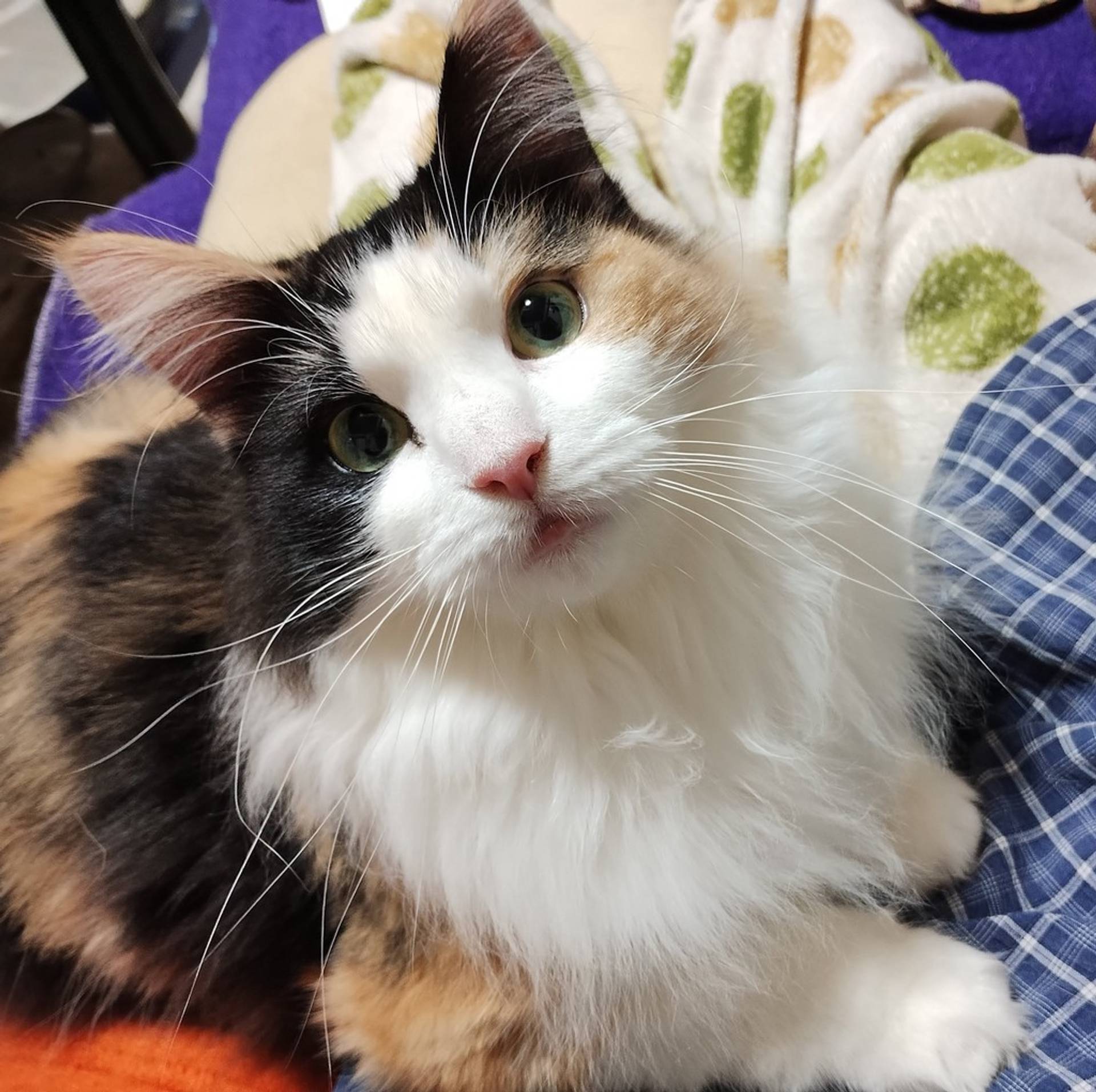 雑種（ミックス猫）・メスの里親募集の写真