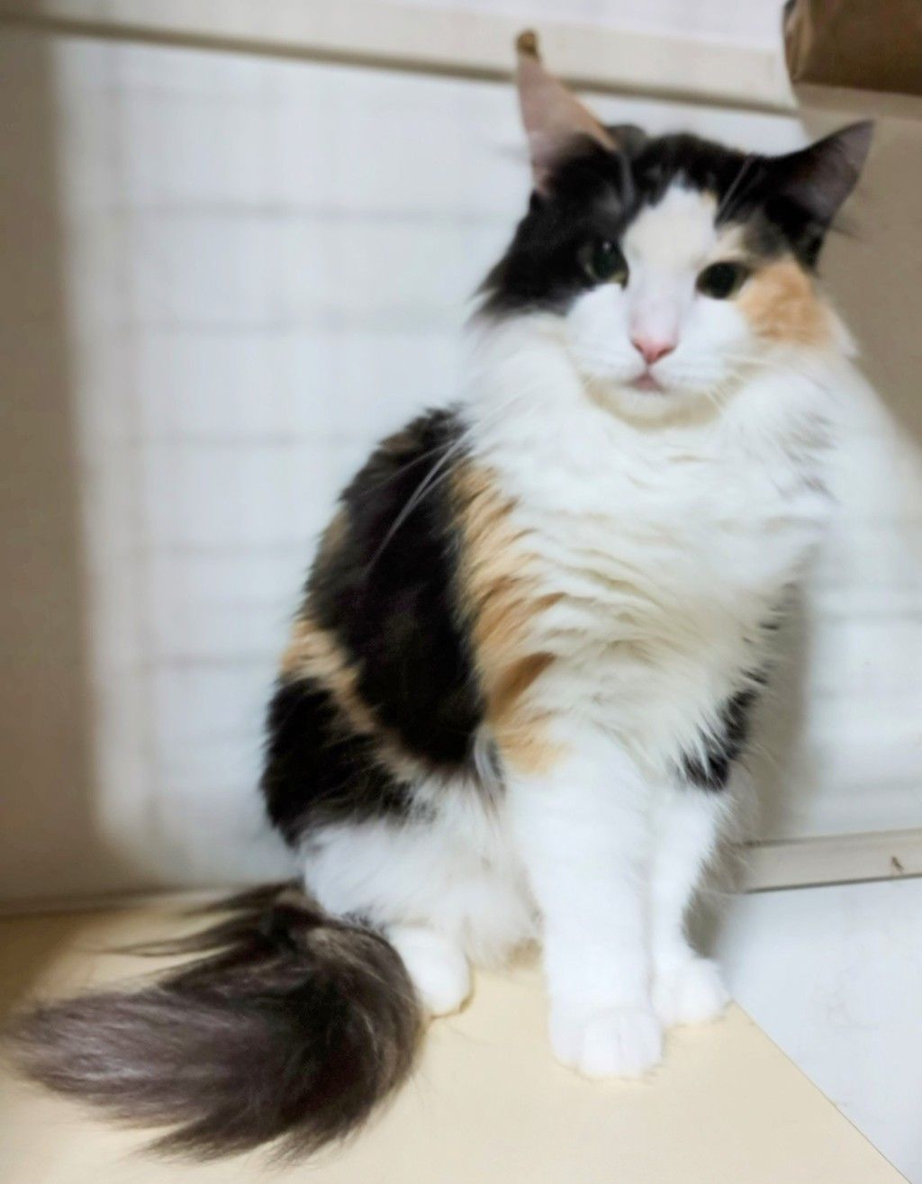 美しい三毛長毛 | 雑種（ミックス猫） | ネスタ猫の会 | OMUSUBI