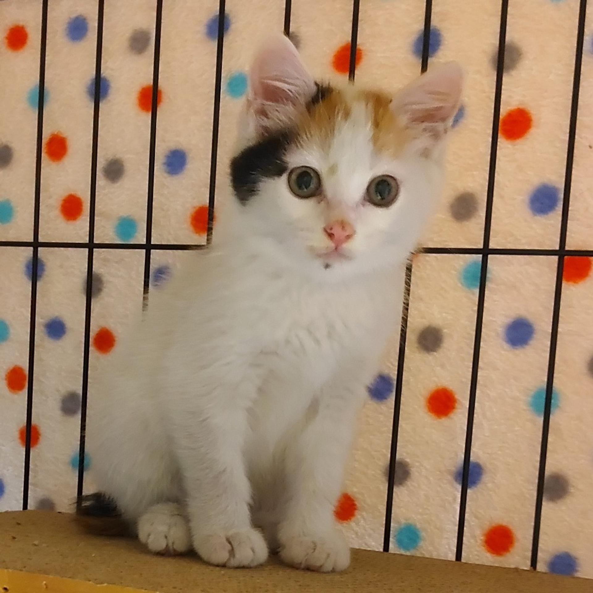 pet-image-6