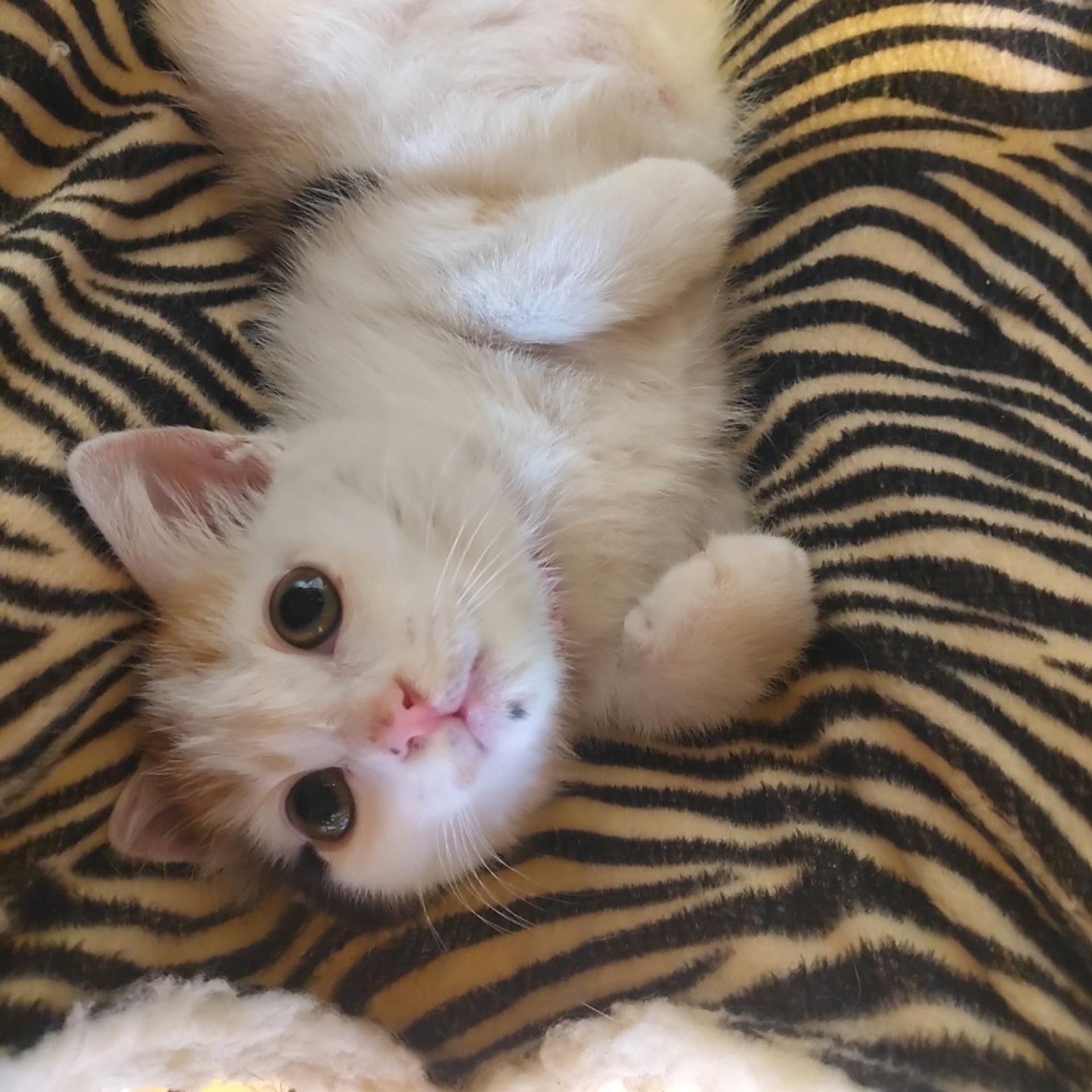 pet-image-4