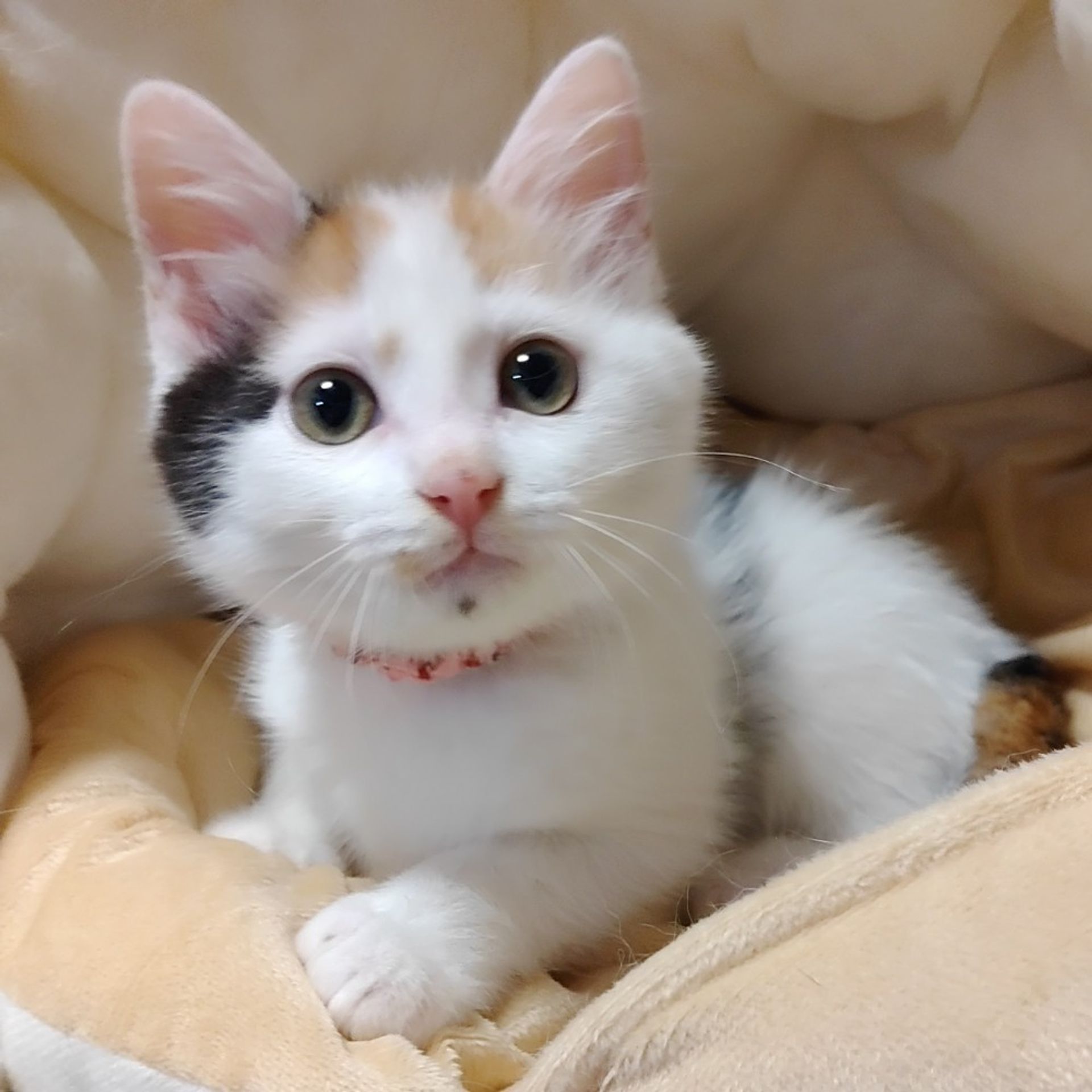 雑種（ミックス猫）・メスの里親募集の写真