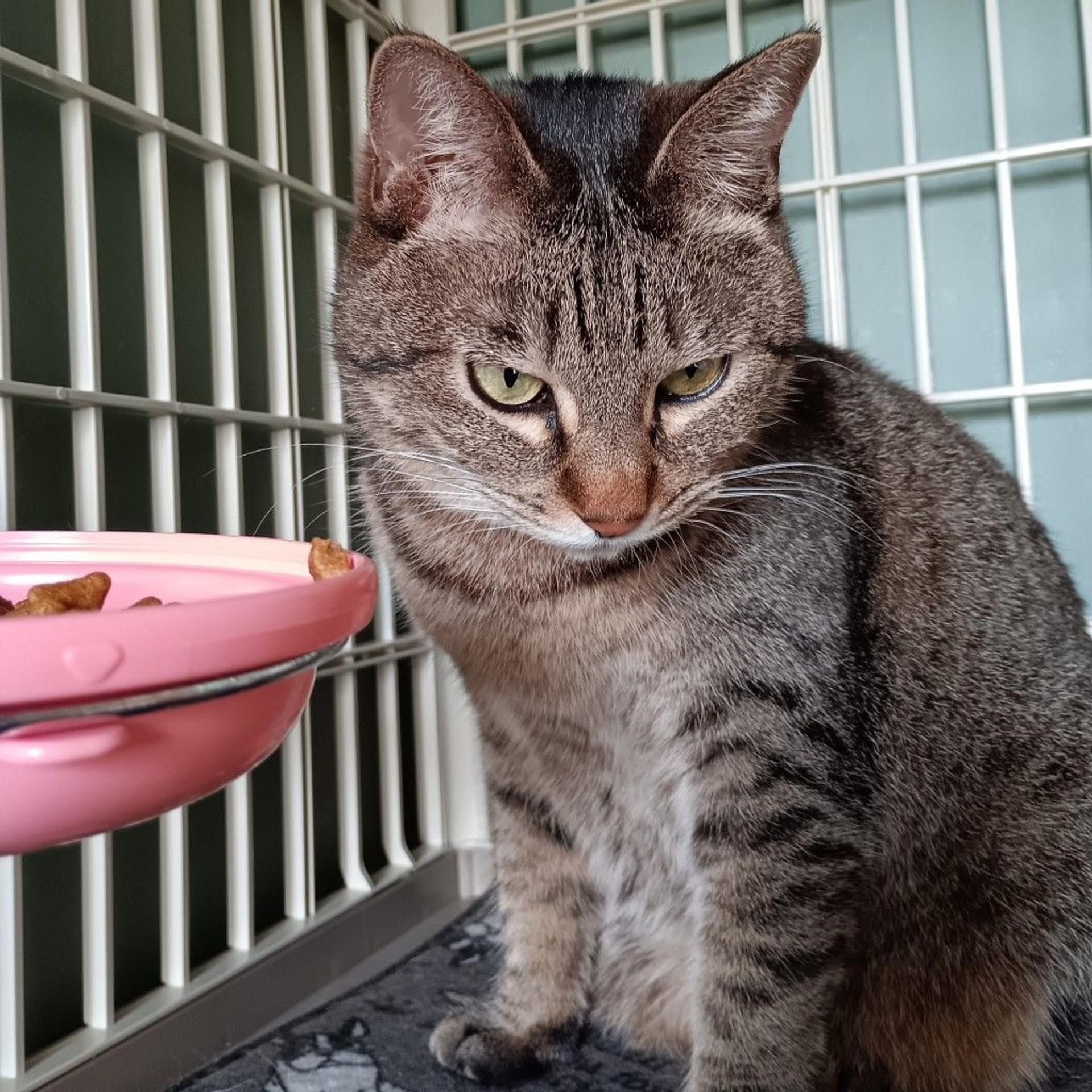 pet-image-2