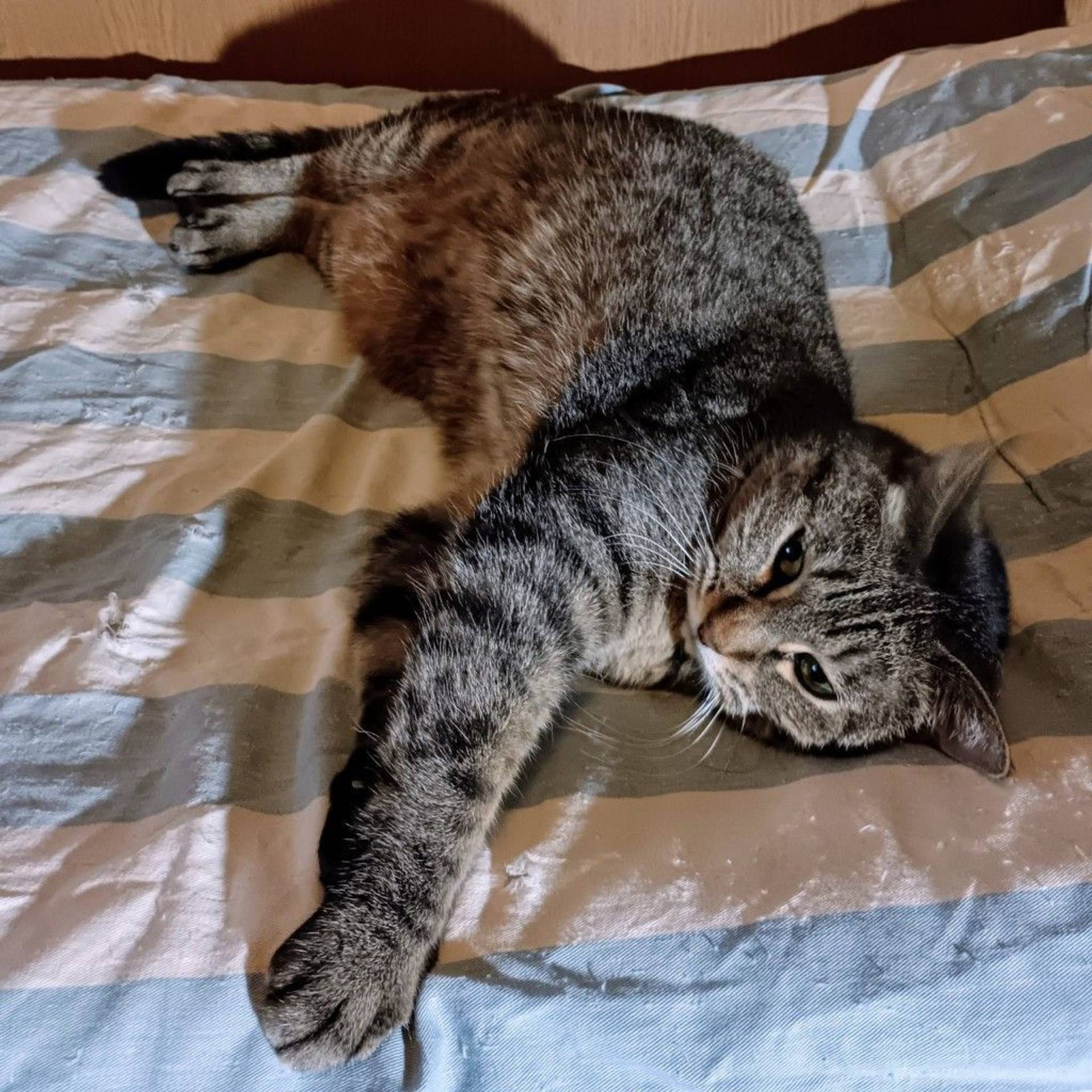 雑種（ミックス猫）・メスの里親募集の写真