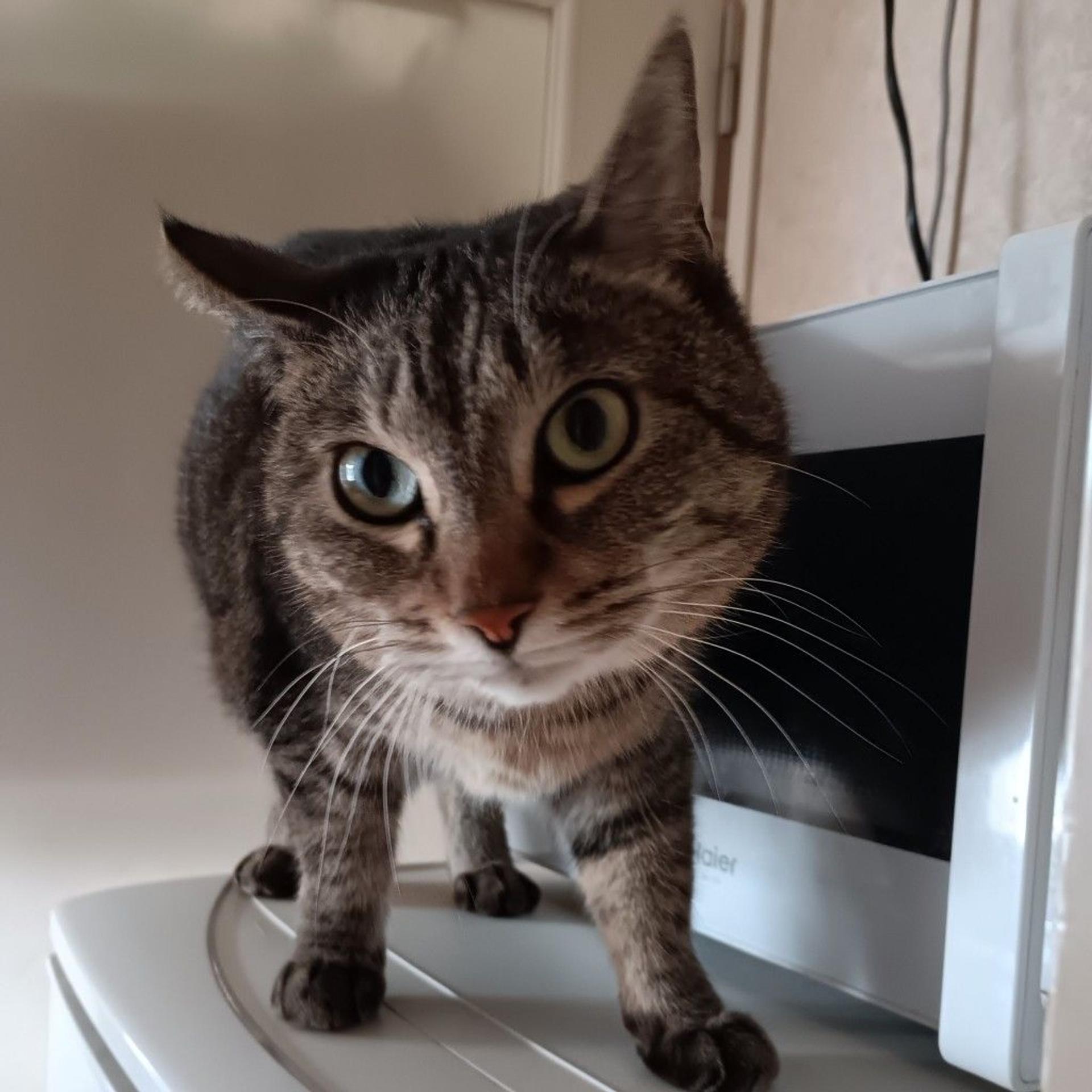 pet-image-4
