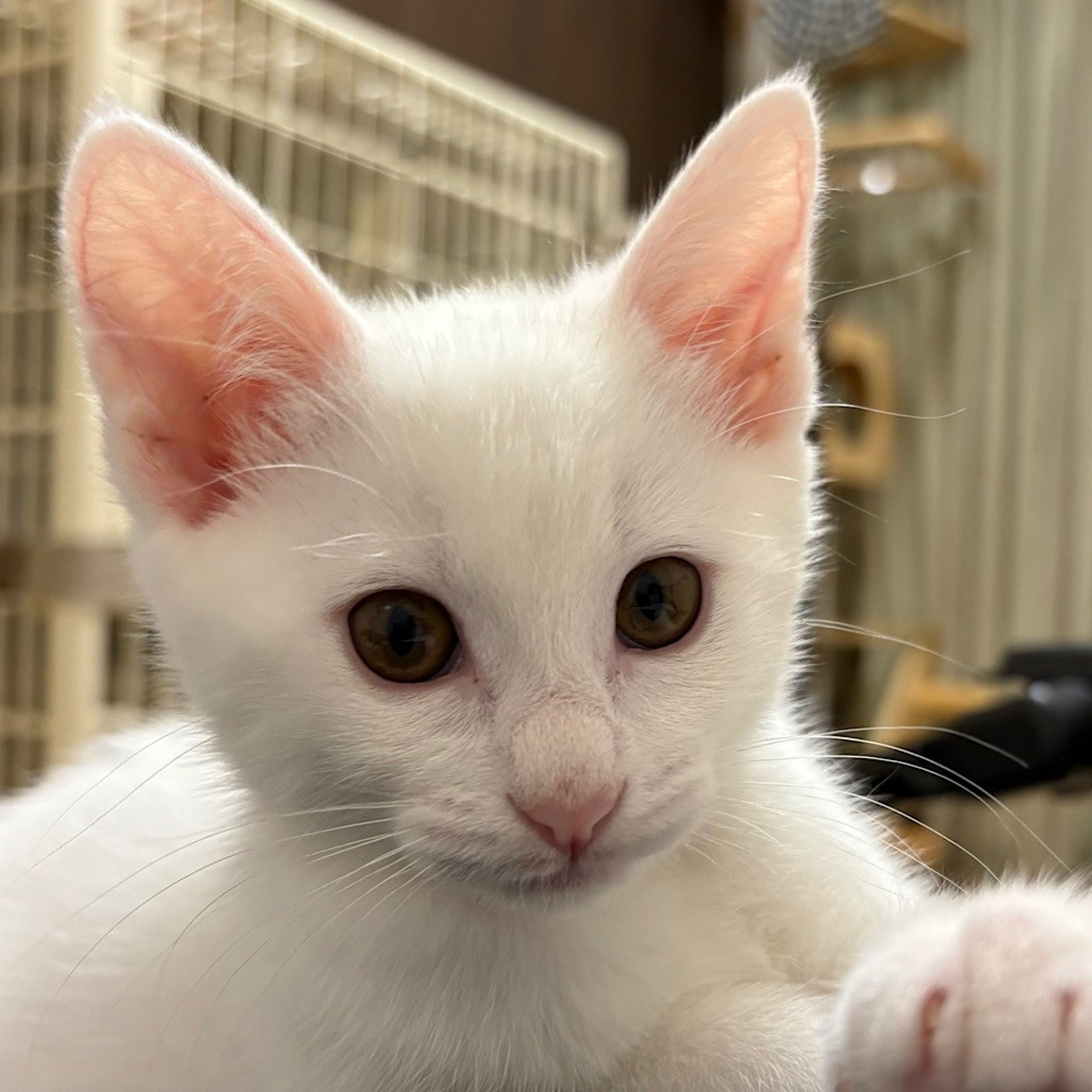 雑種（ミックス猫）・メスの里親募集の写真