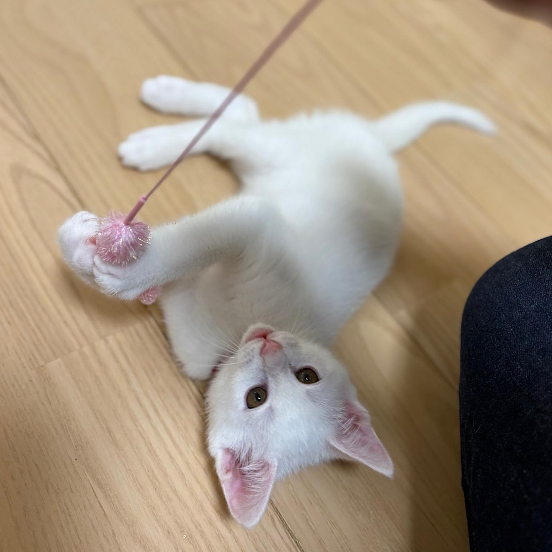 pet-image-4