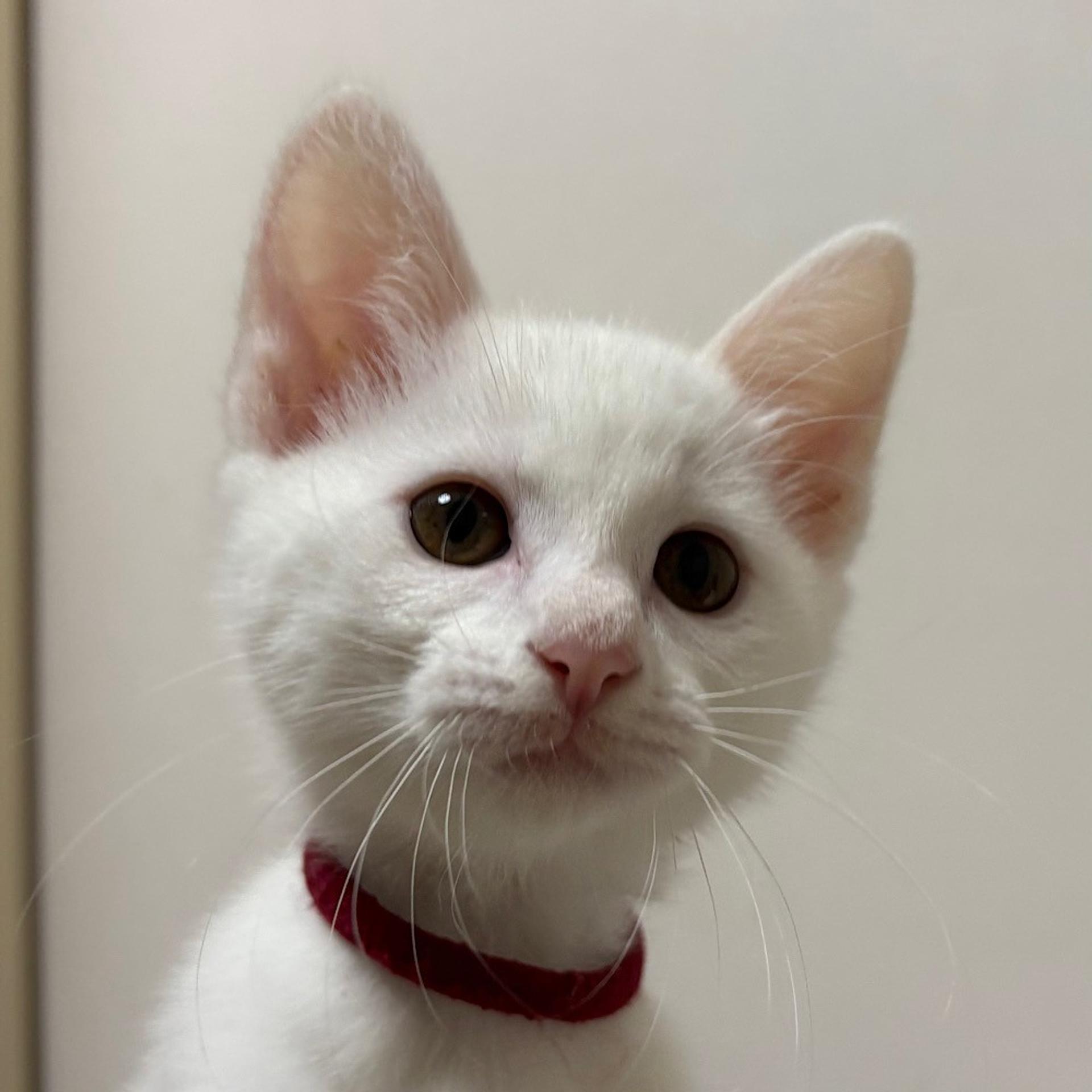 pet-image-6
