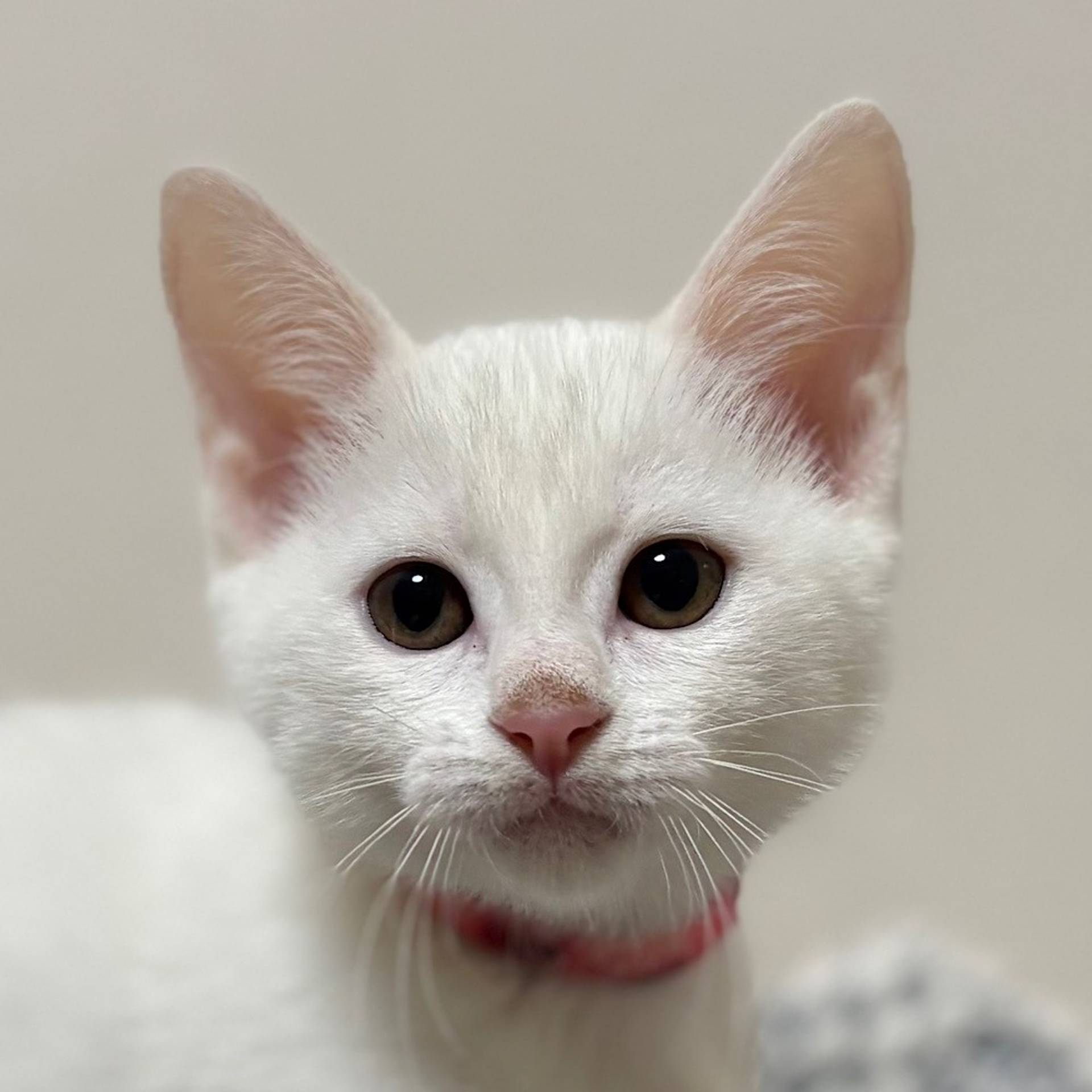 雑種（ミックス猫）・メスの里親募集の写真