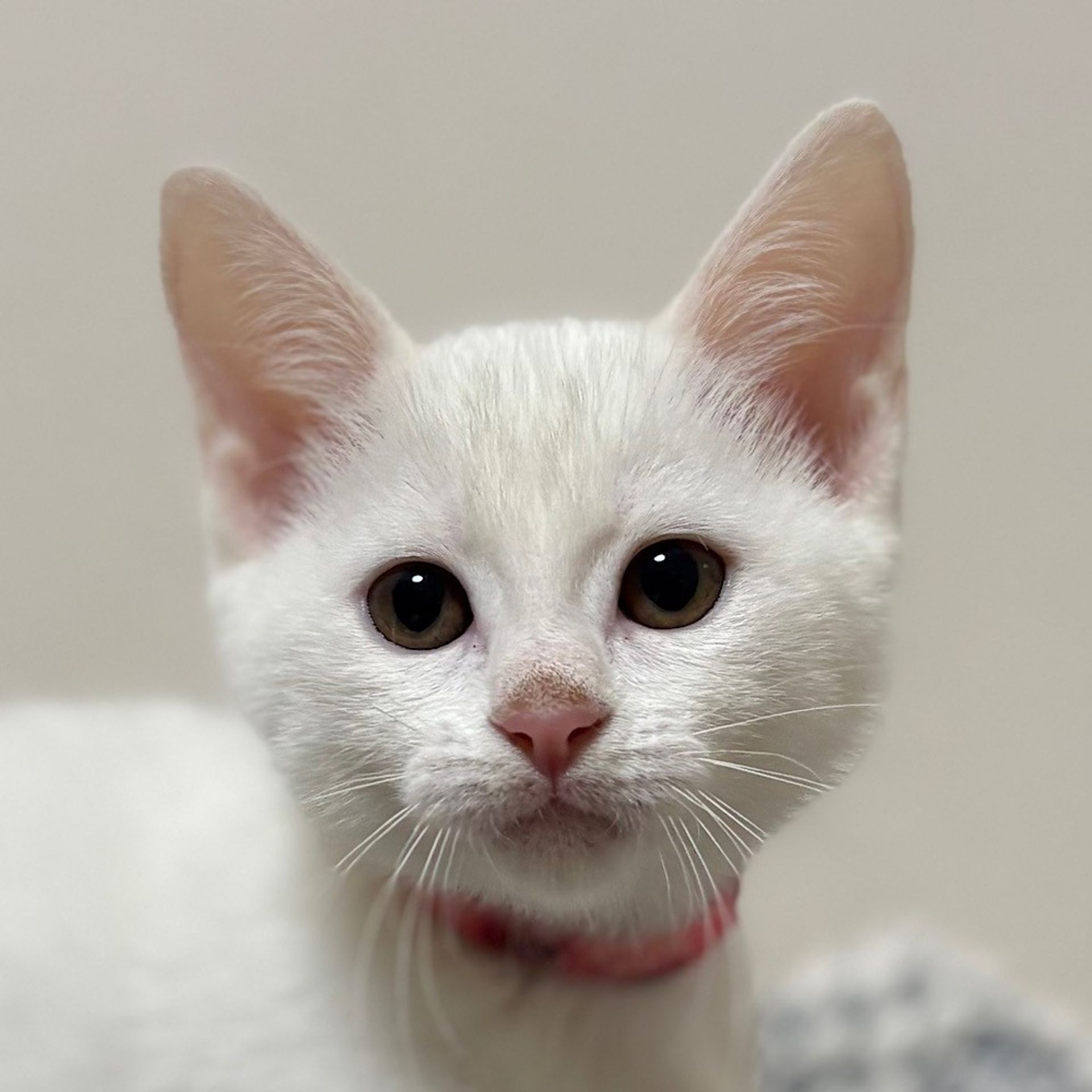 雑種（ミックス猫）・メスの里親募集の写真