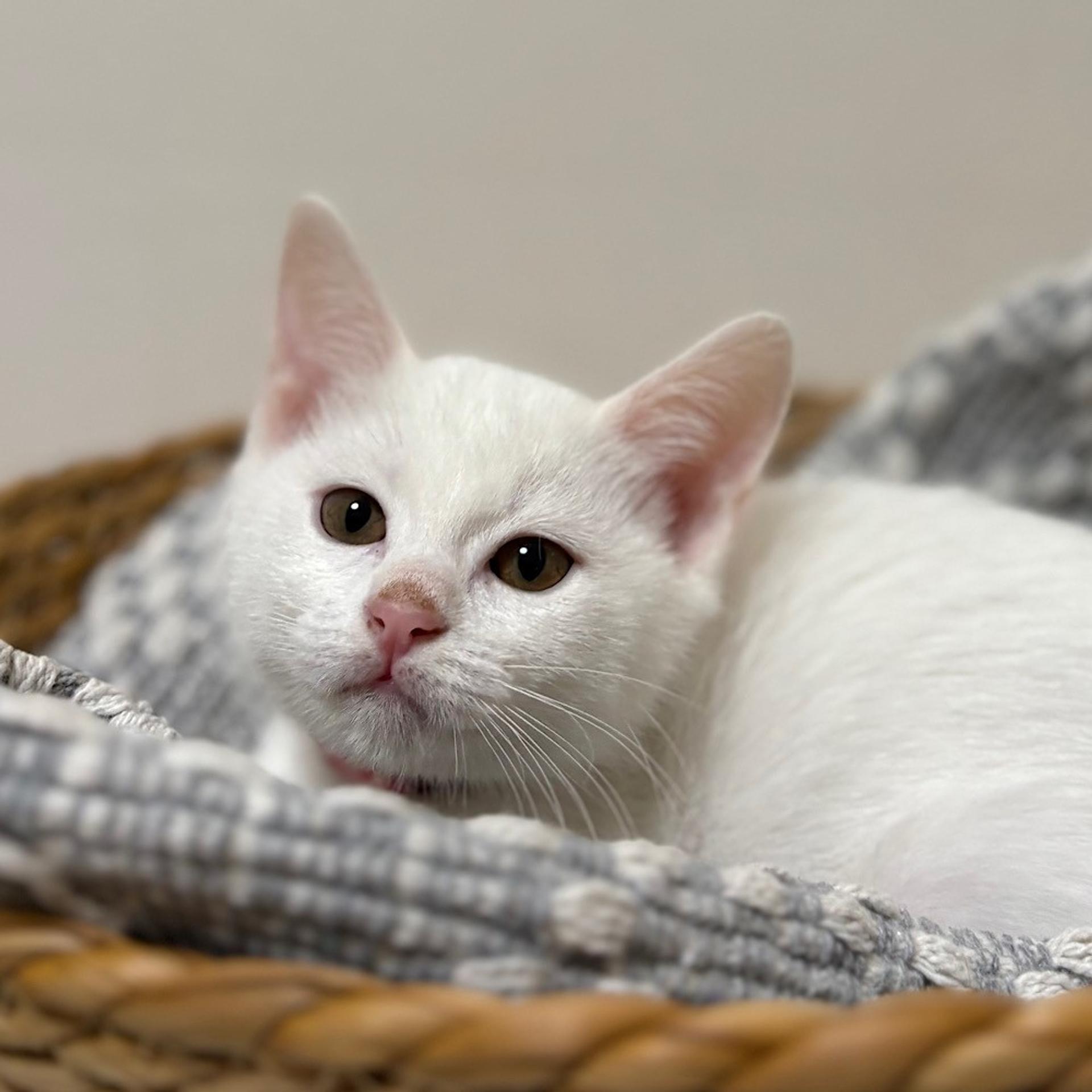 pet-image-4