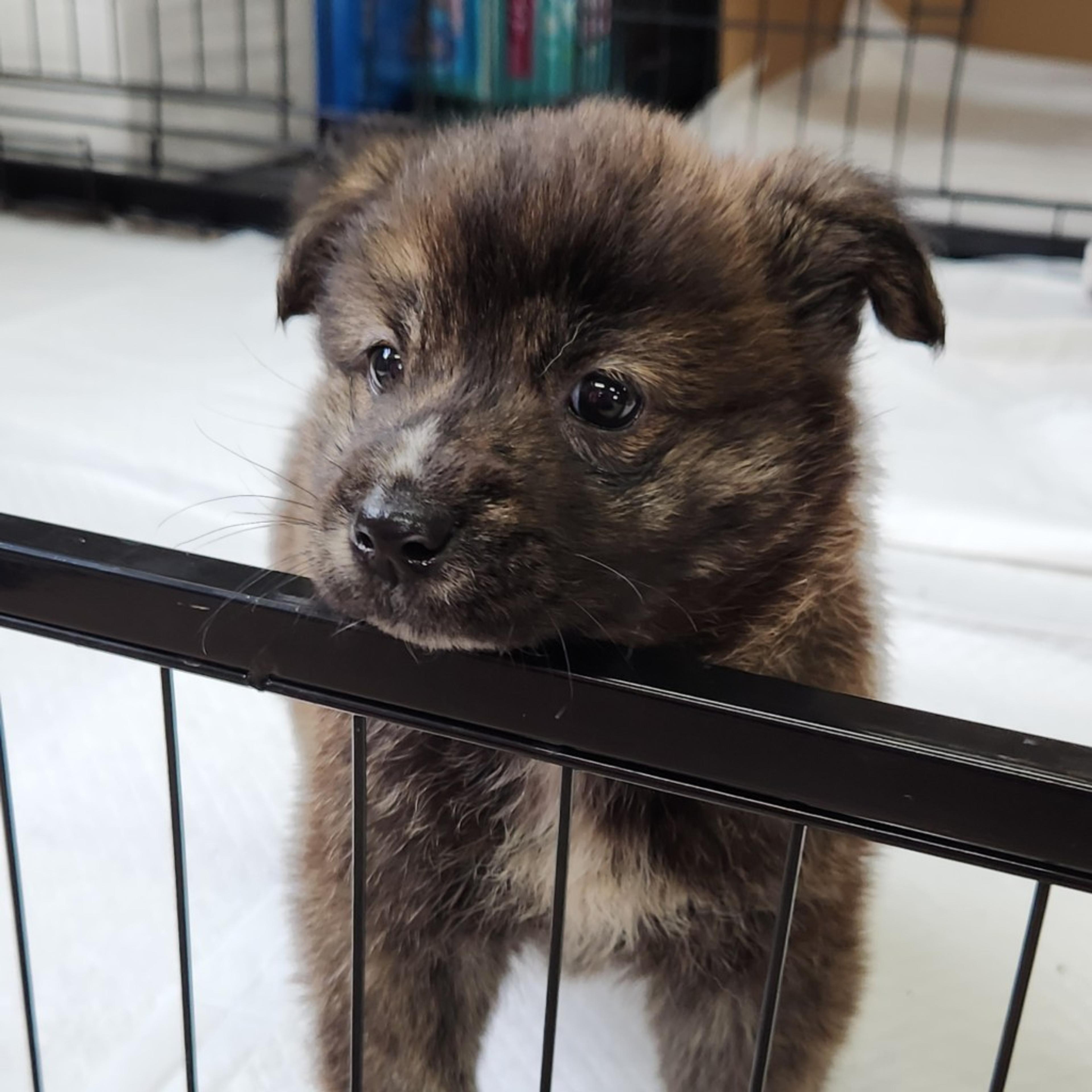 pet-image-2