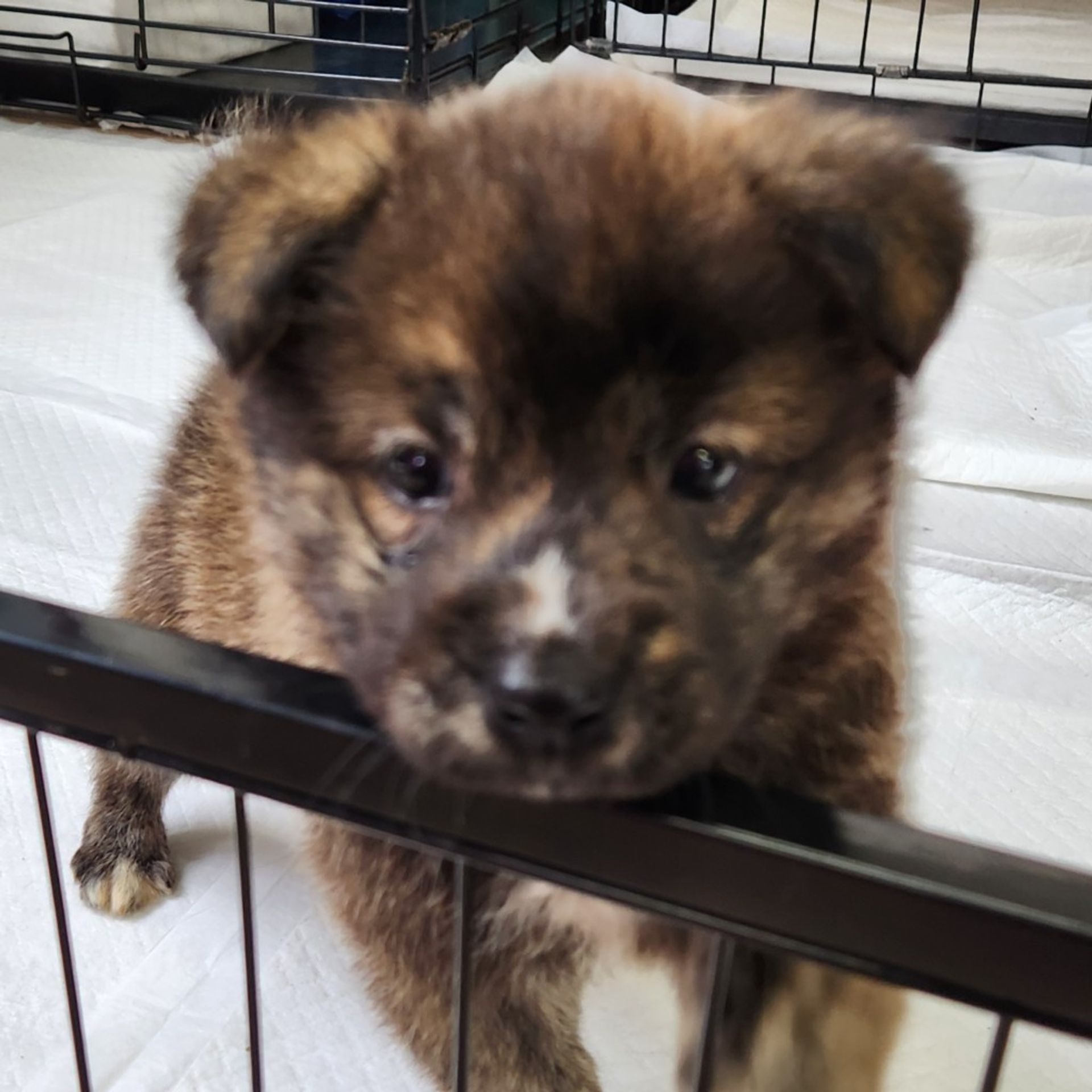 甲斐犬・オスの里親募集の写真