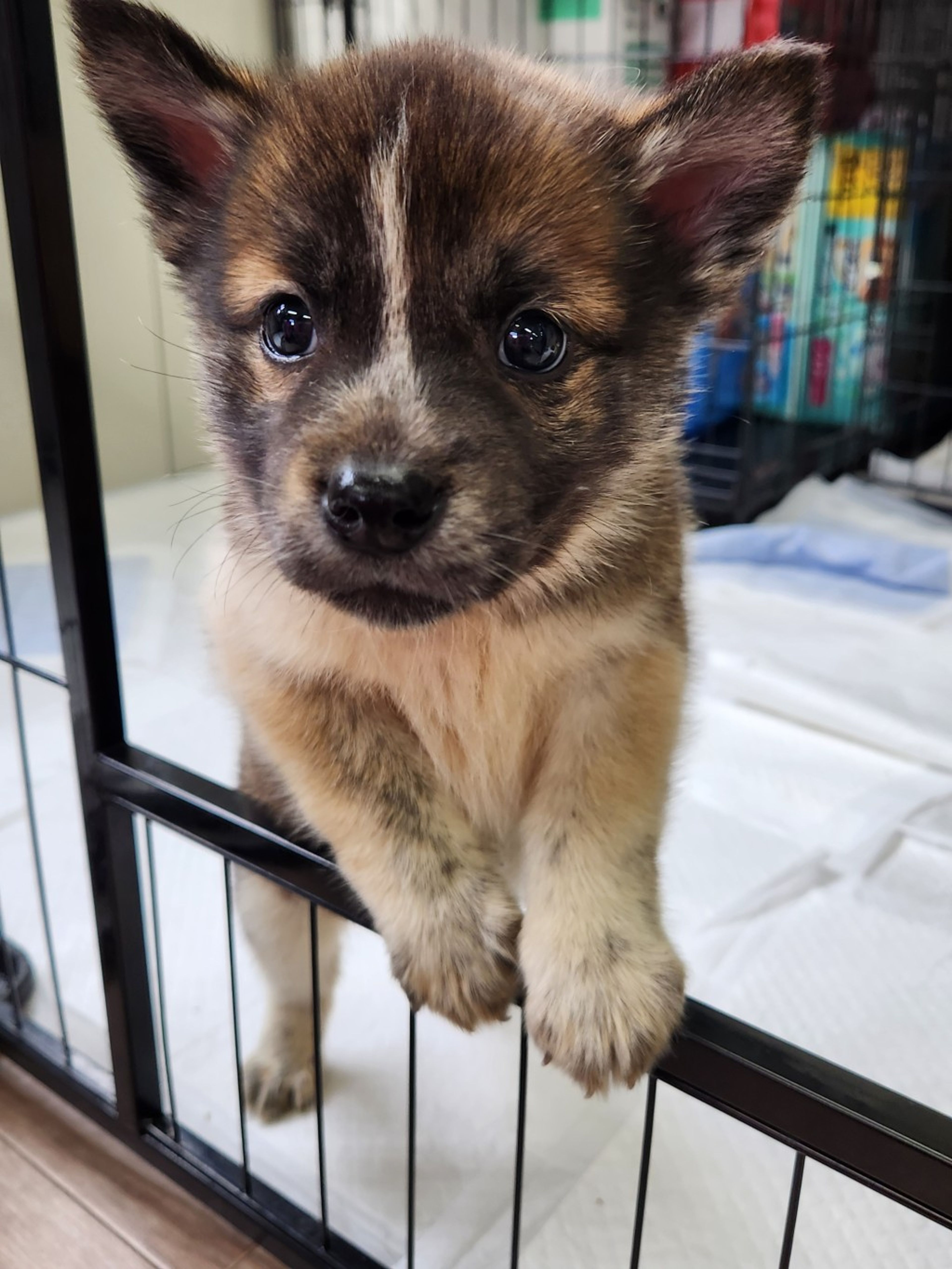 pet-image-2