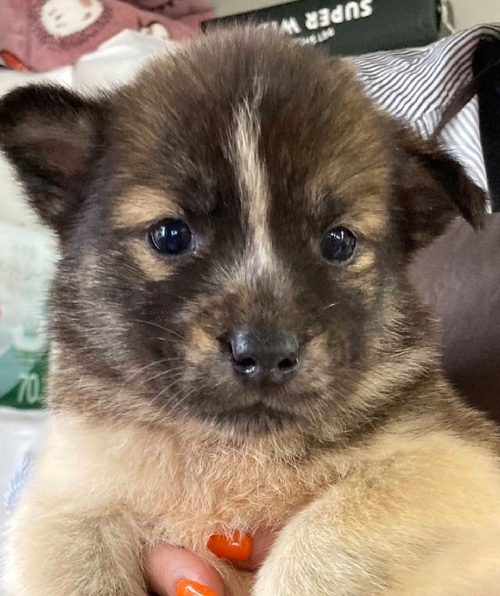 甲斐犬・オスの里親募集の写真
