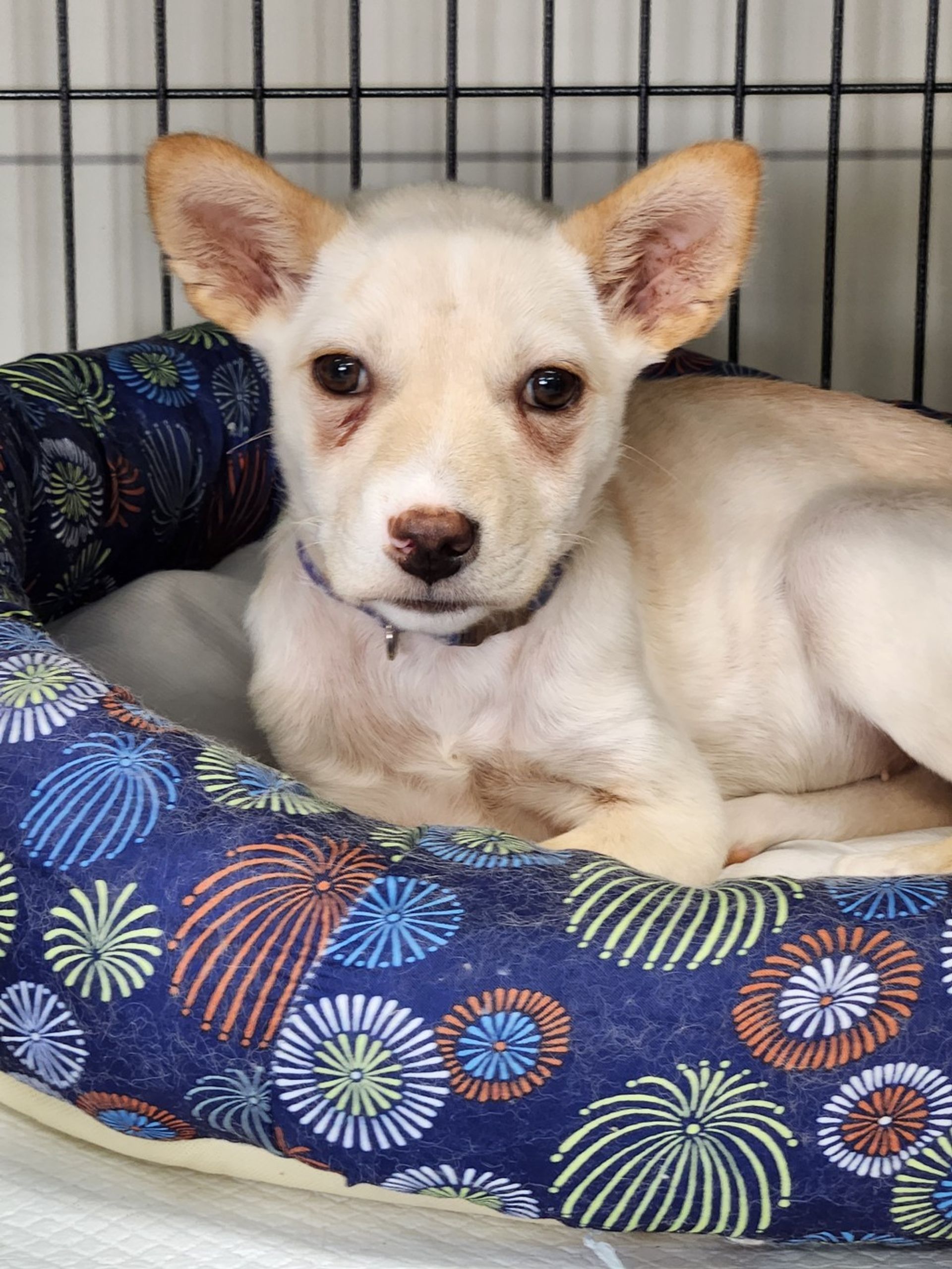 雑種（ミックス犬）・メスの里親募集の写真