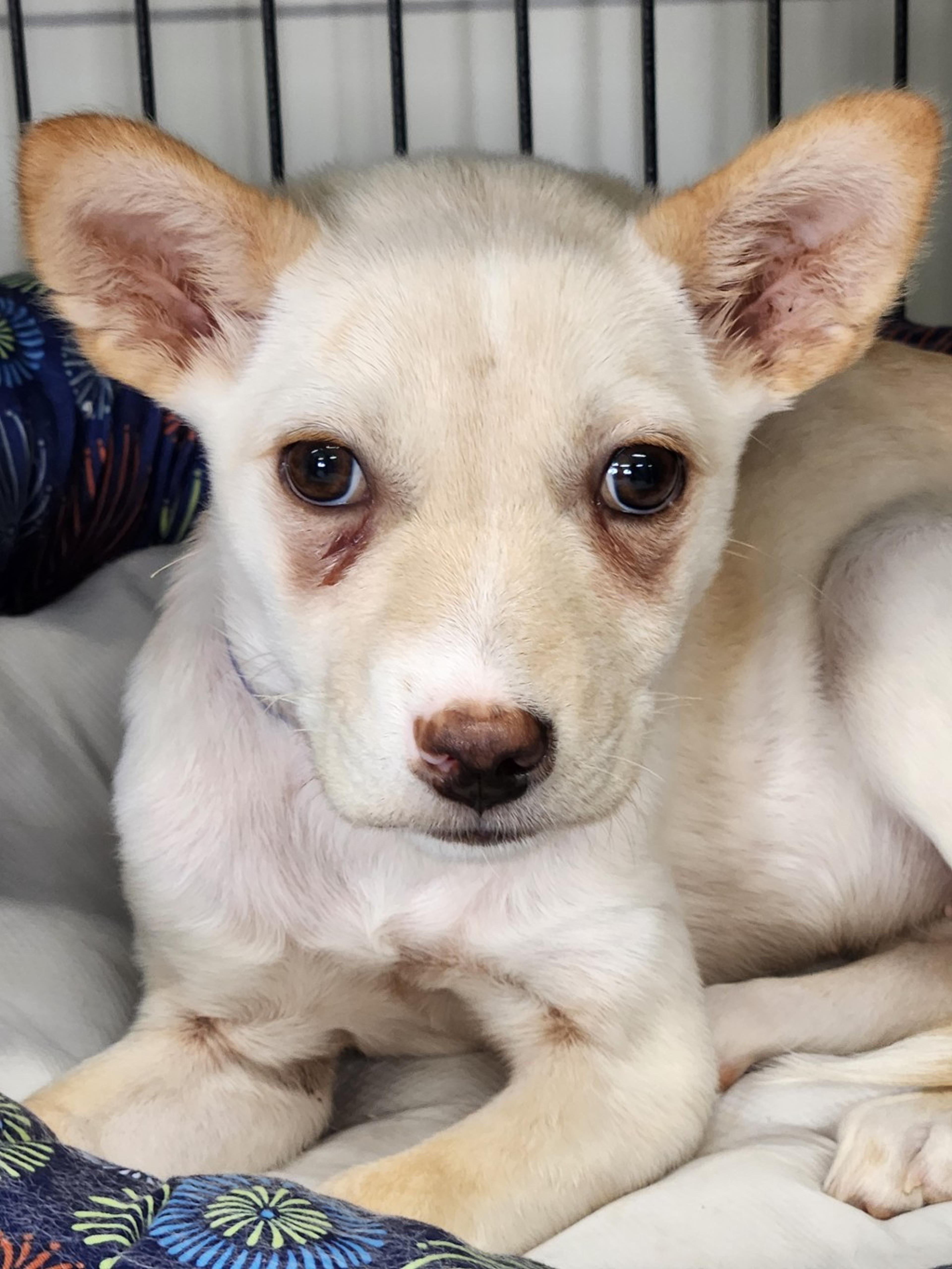 pet-image-2