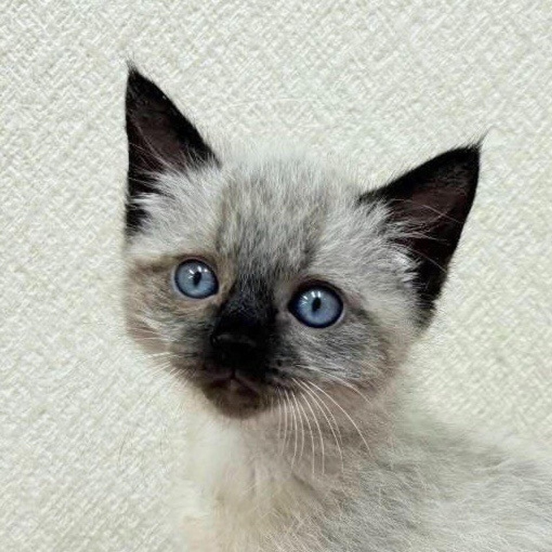 雑種（ミックス猫）・メスの里親募集の写真