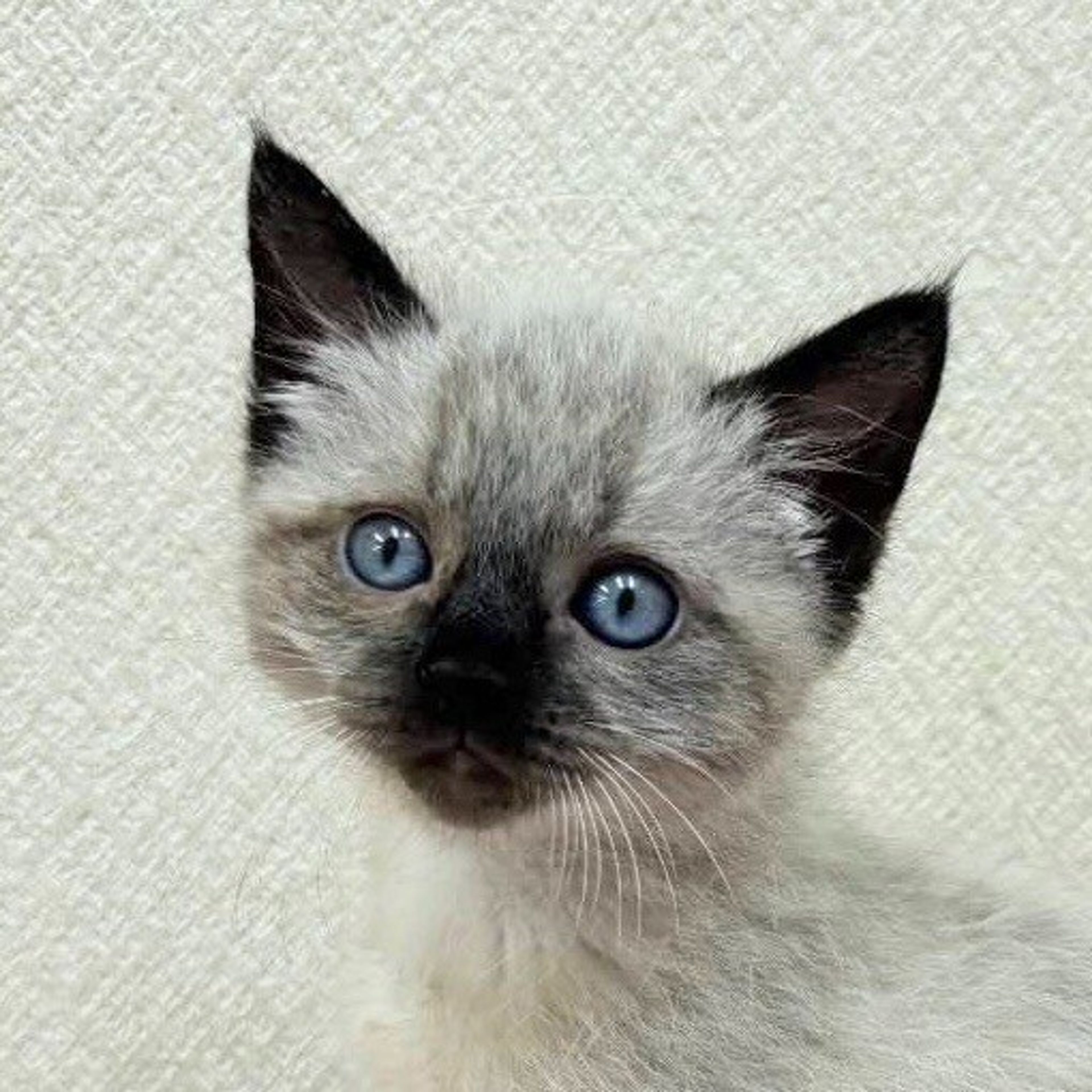 雑種（ミックス猫）・メスの里親募集の写真