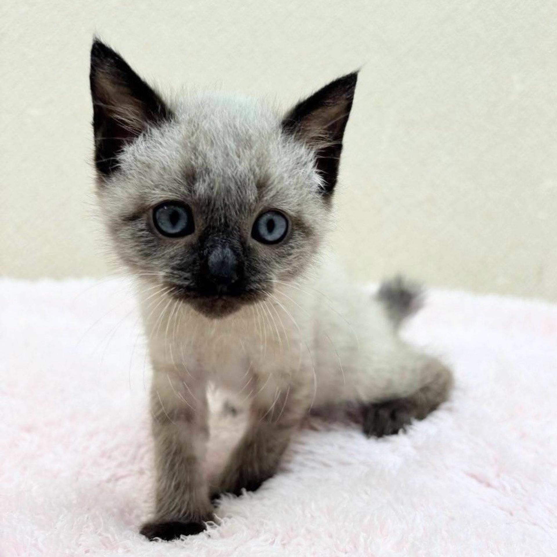 pet-image-5