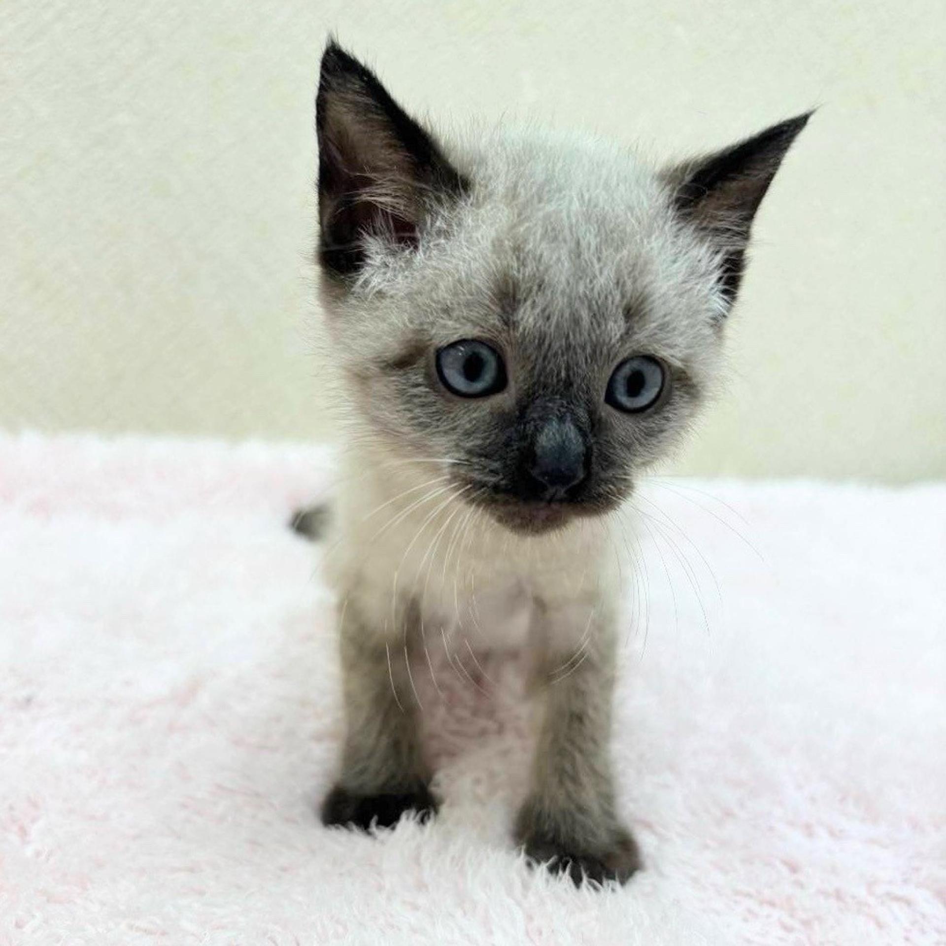 pet-image-6