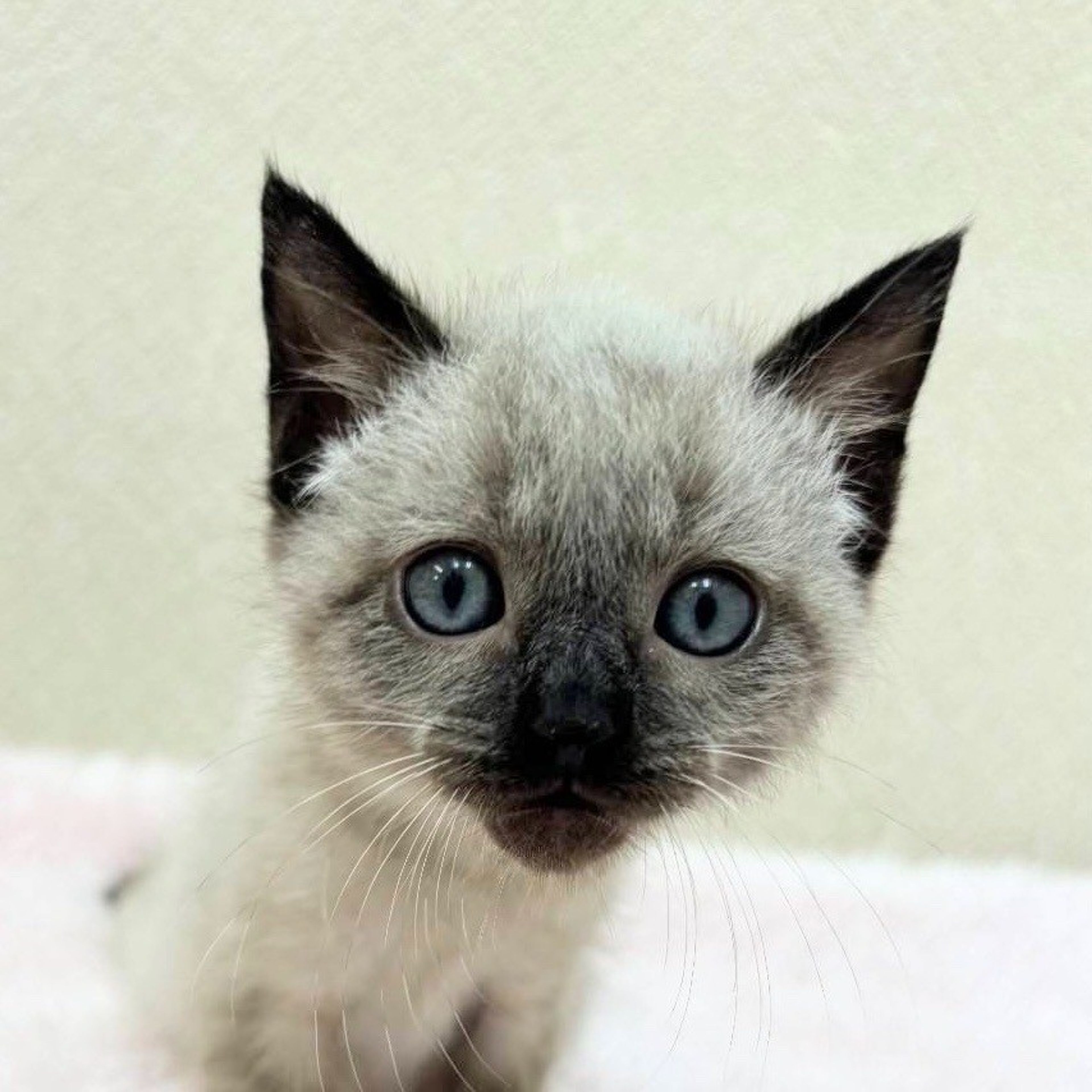 雑種（ミックス猫）・メスの里親募集の写真