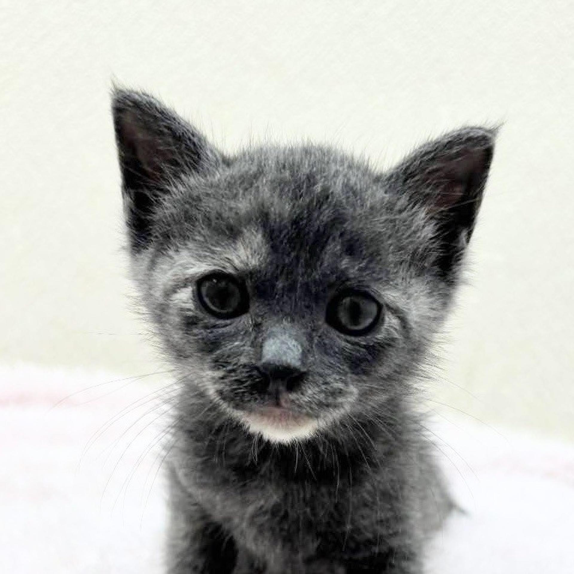pet-image-2